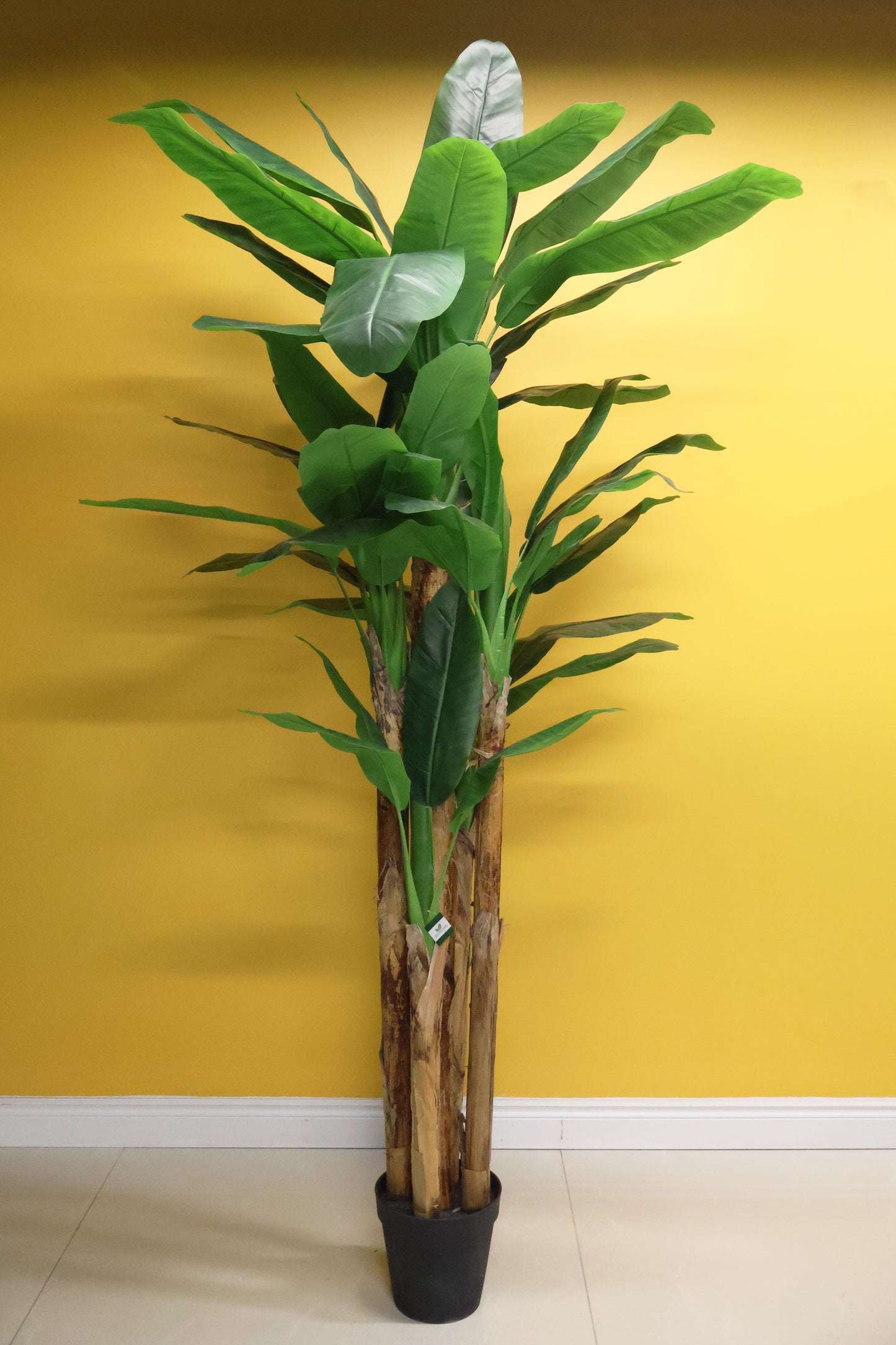 BANANA TREE (5-STEM) — 110.2" (280 cm)