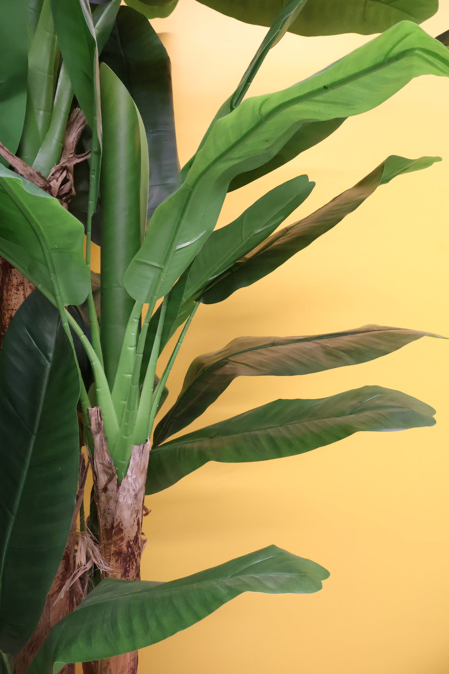 BANANA TREE (5-STEM) — 110.2" (280 cm)