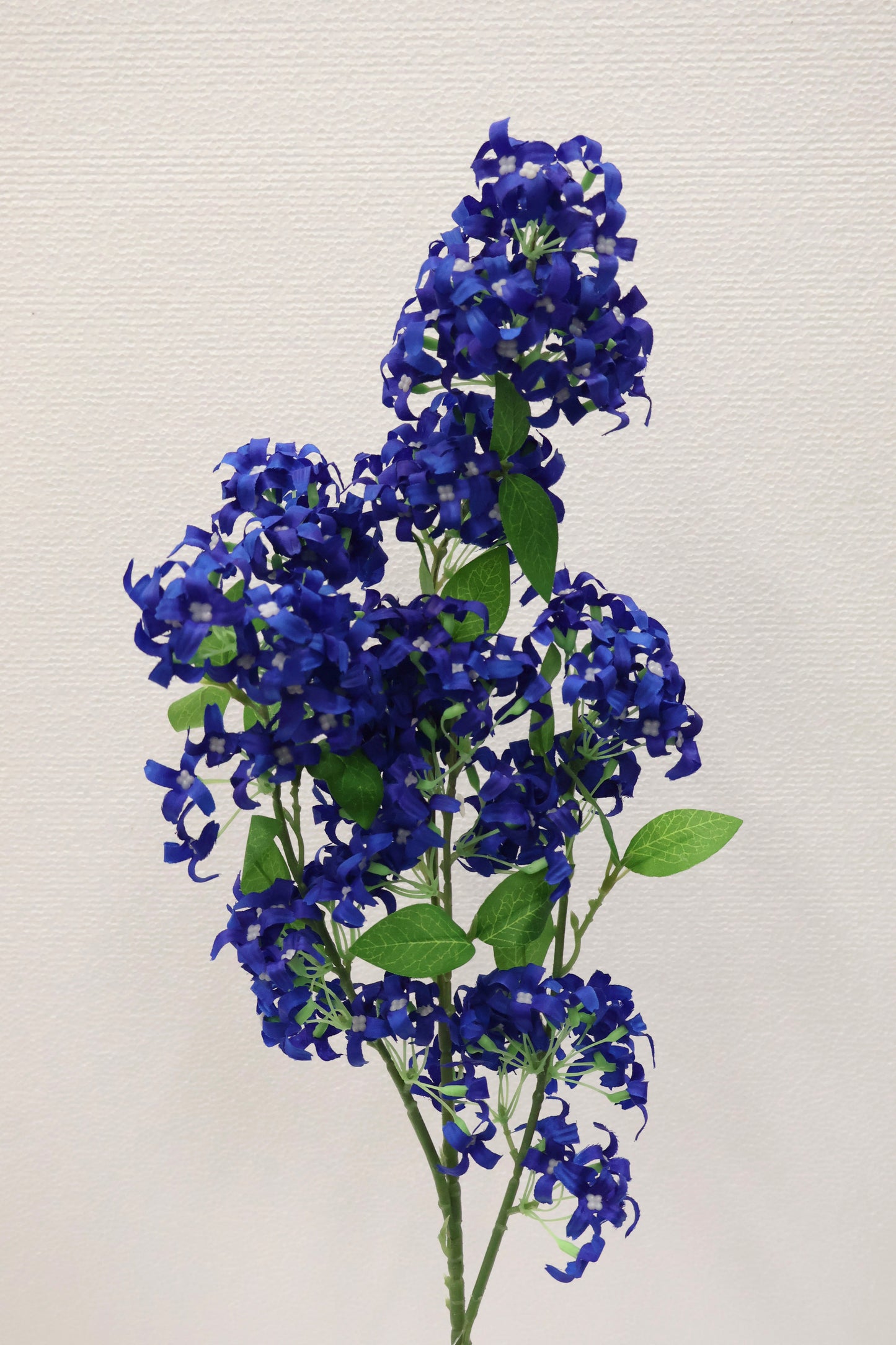 MURRAYA SPRAY (MURRAYA PANICULATA) — 35.4" (90 cm)