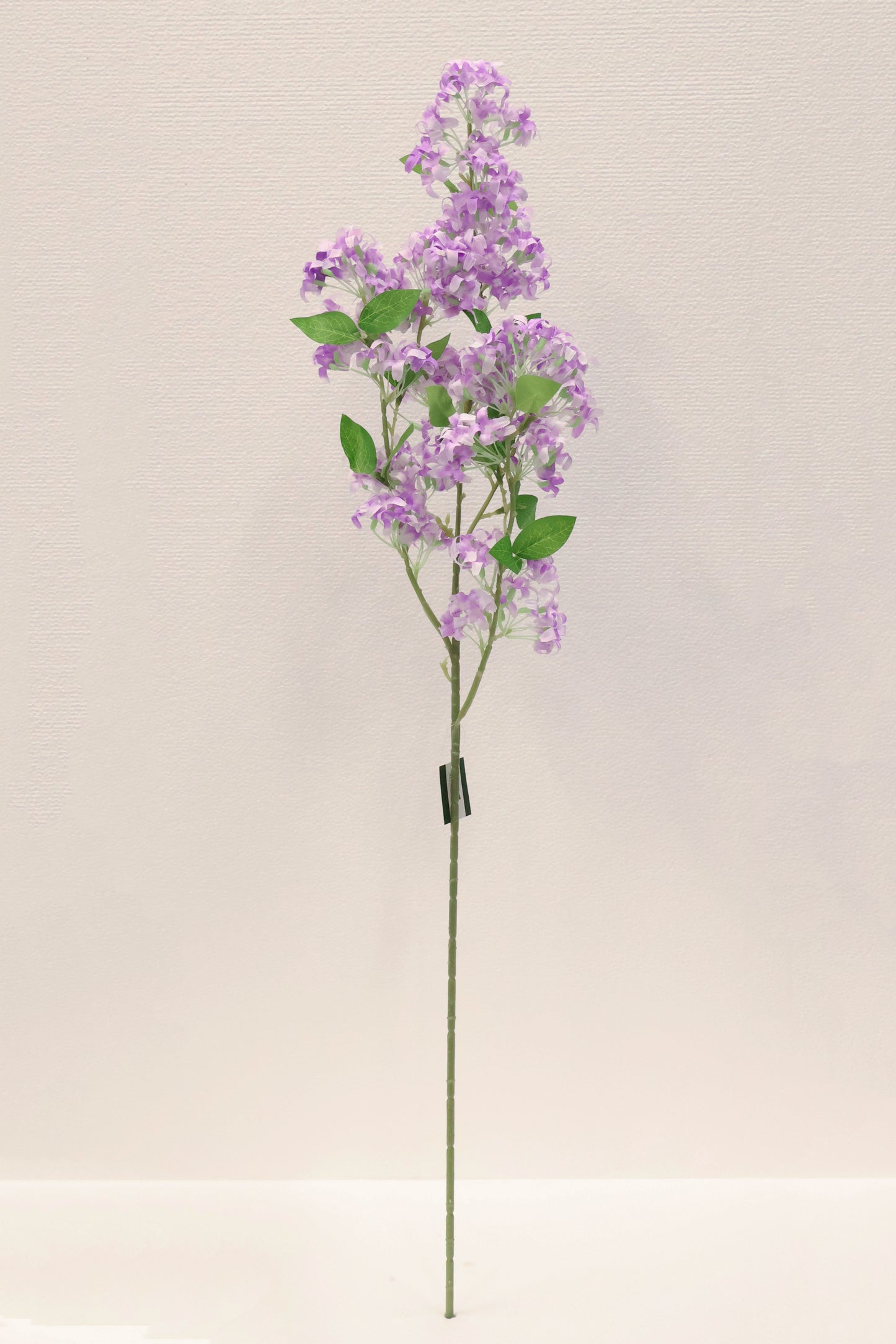 MURRAYA SPRAY (MURRAYA PANICULATA) — 35.4" (90 cm)