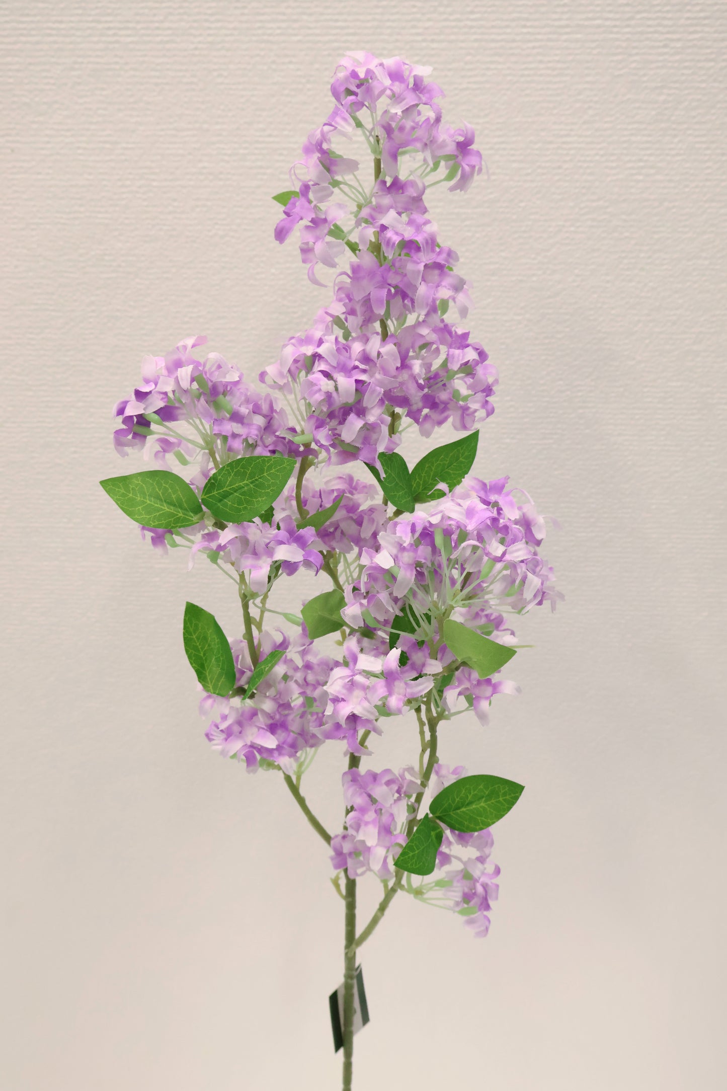 MURRAYA SPRAY (MURRAYA PANICULATA) — 35.4" (90 cm)