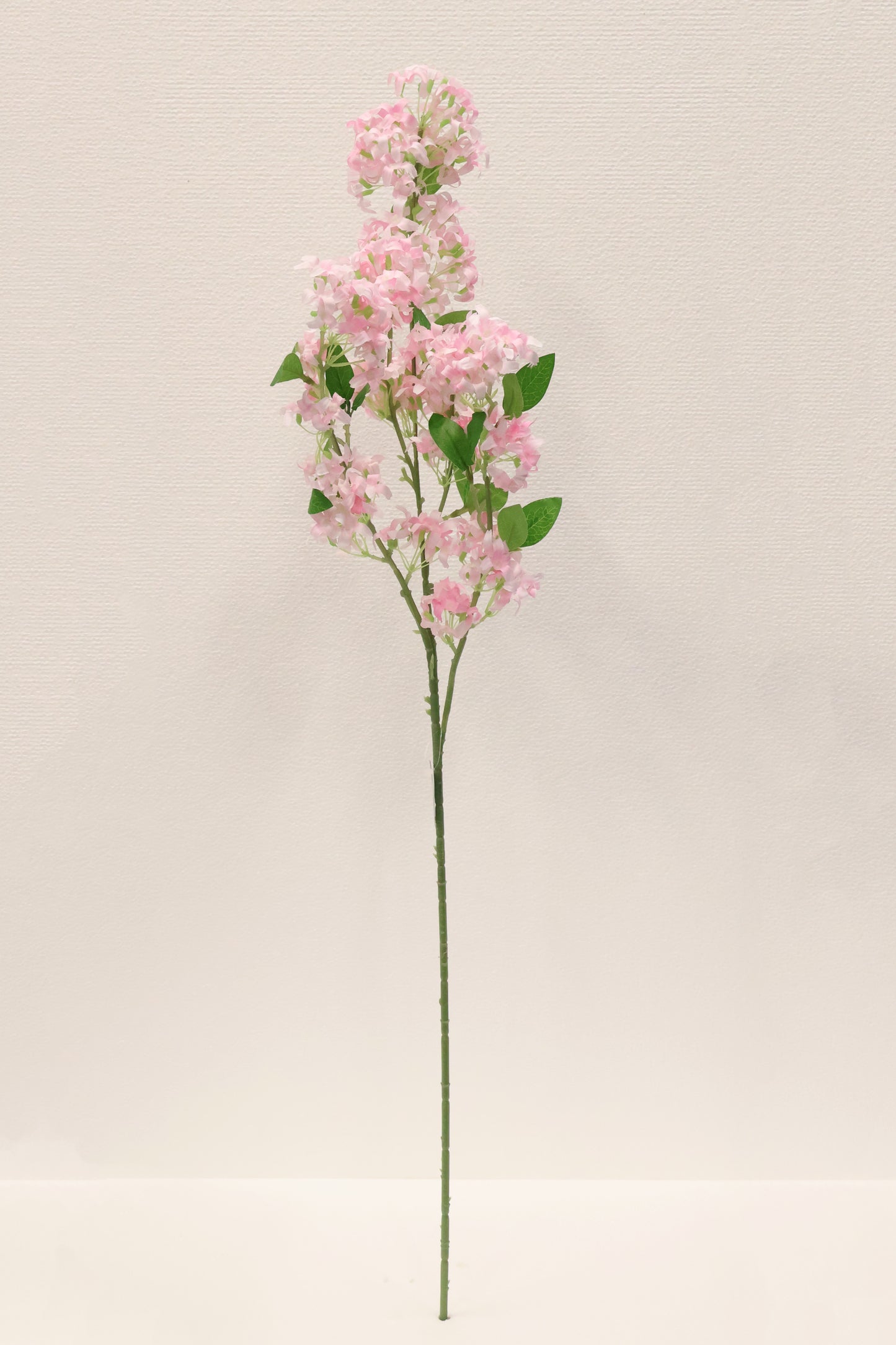 MURRAYA SPRAY (MURRAYA PANICULATA) — 35.4" (90 cm)