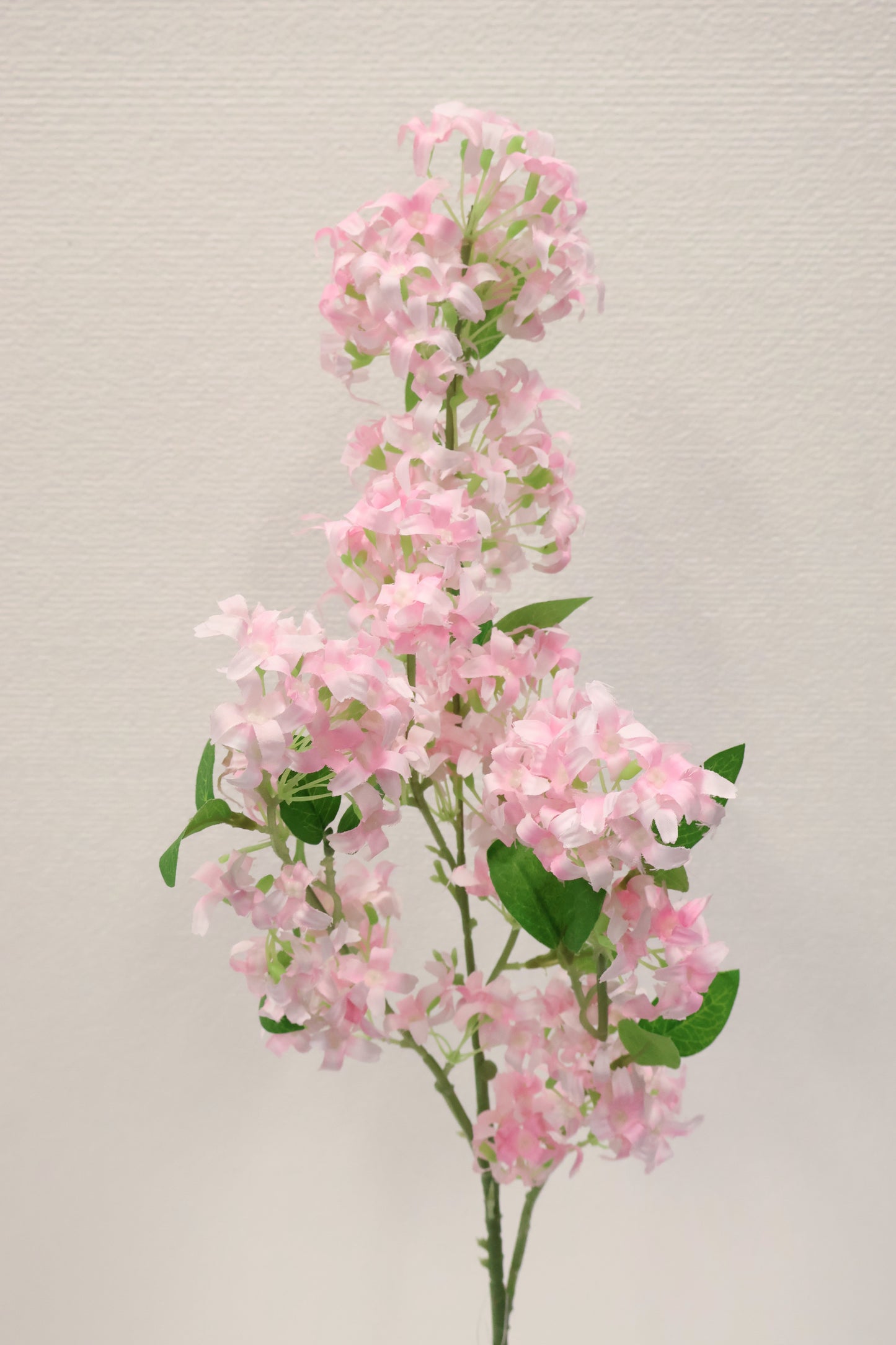 MURRAYA SPRAY (MURRAYA PANICULATA) — 35.4" (90 cm)