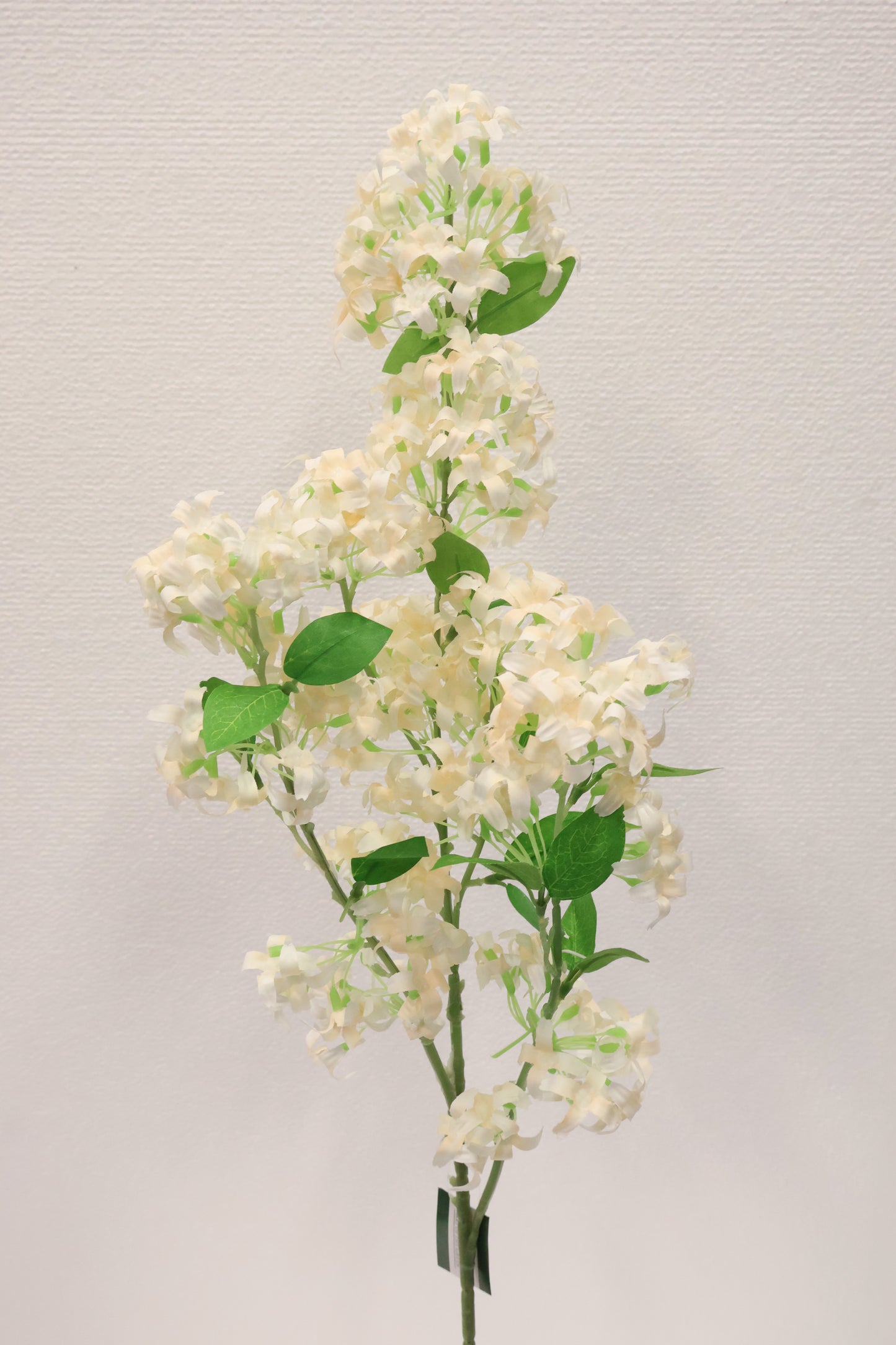 MURRAYA SPRAY (MURRAYA PANICULATA) — 35.4" (90 cm)