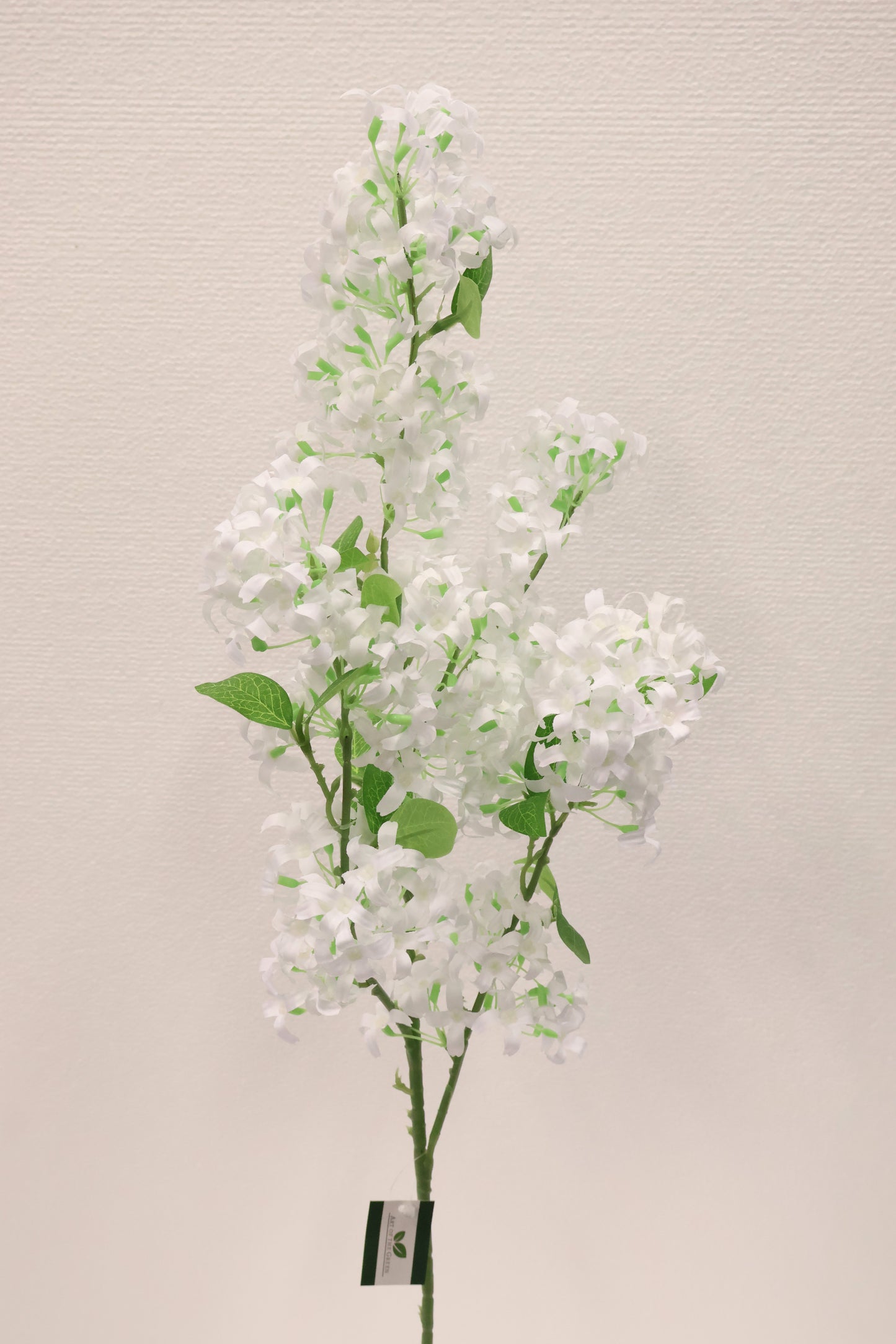 MURRAYA SPRAY (MURRAYA PANICULATA) — 35.4" (90 cm)