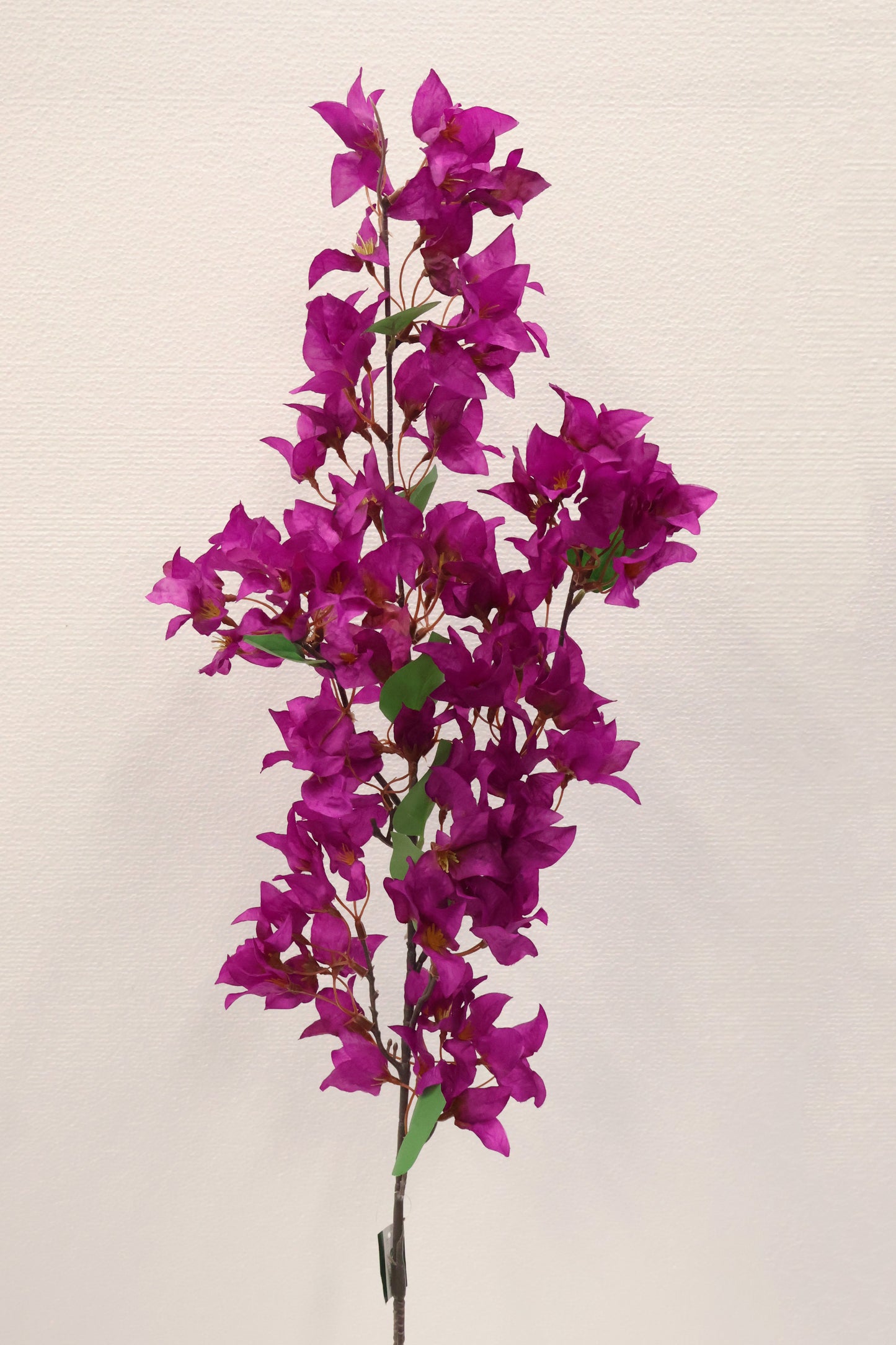 WILD BOUGAINVILLEA — 45.7" (116 cm)