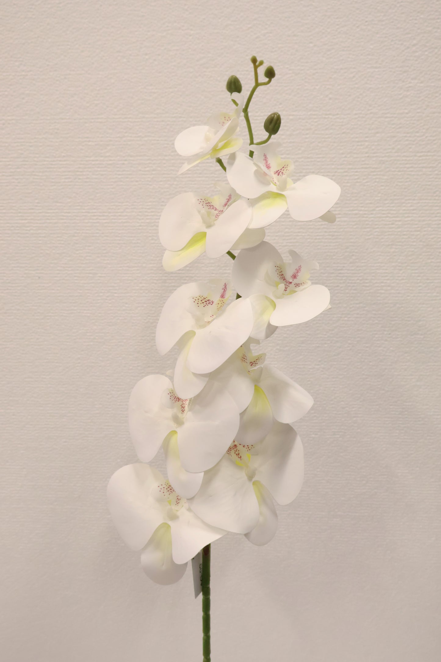 SINGLE ORCHID — 40.2" (102 cm)