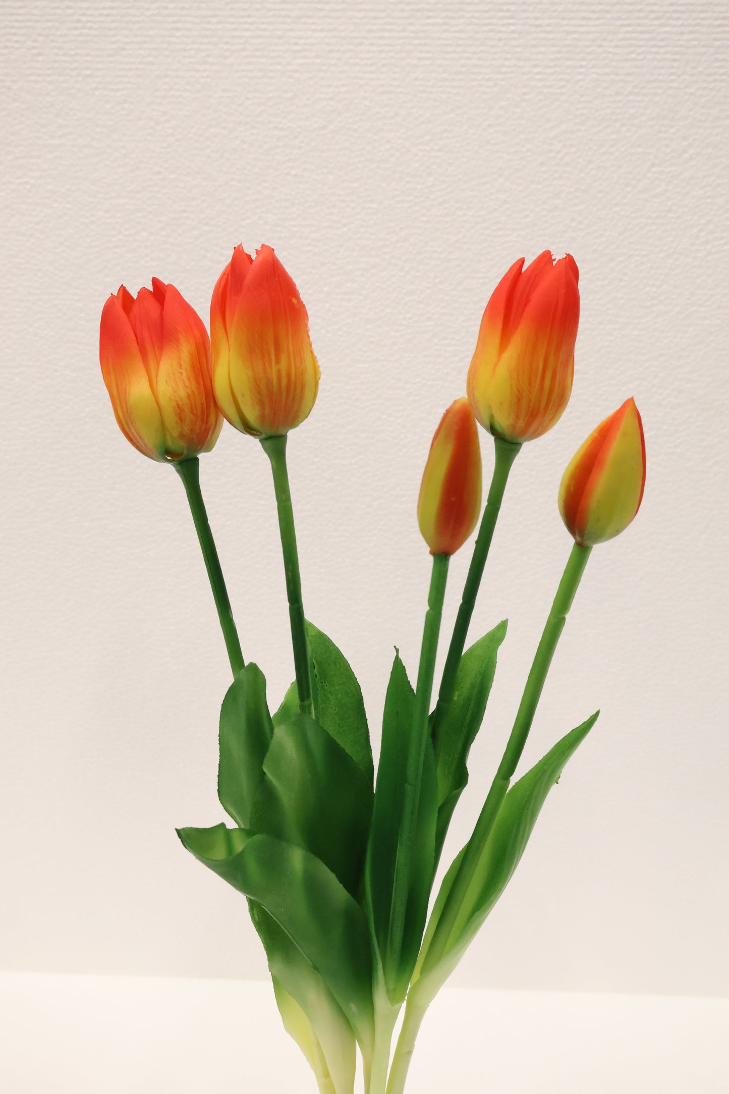TULIP — 16.1" (41 cm)