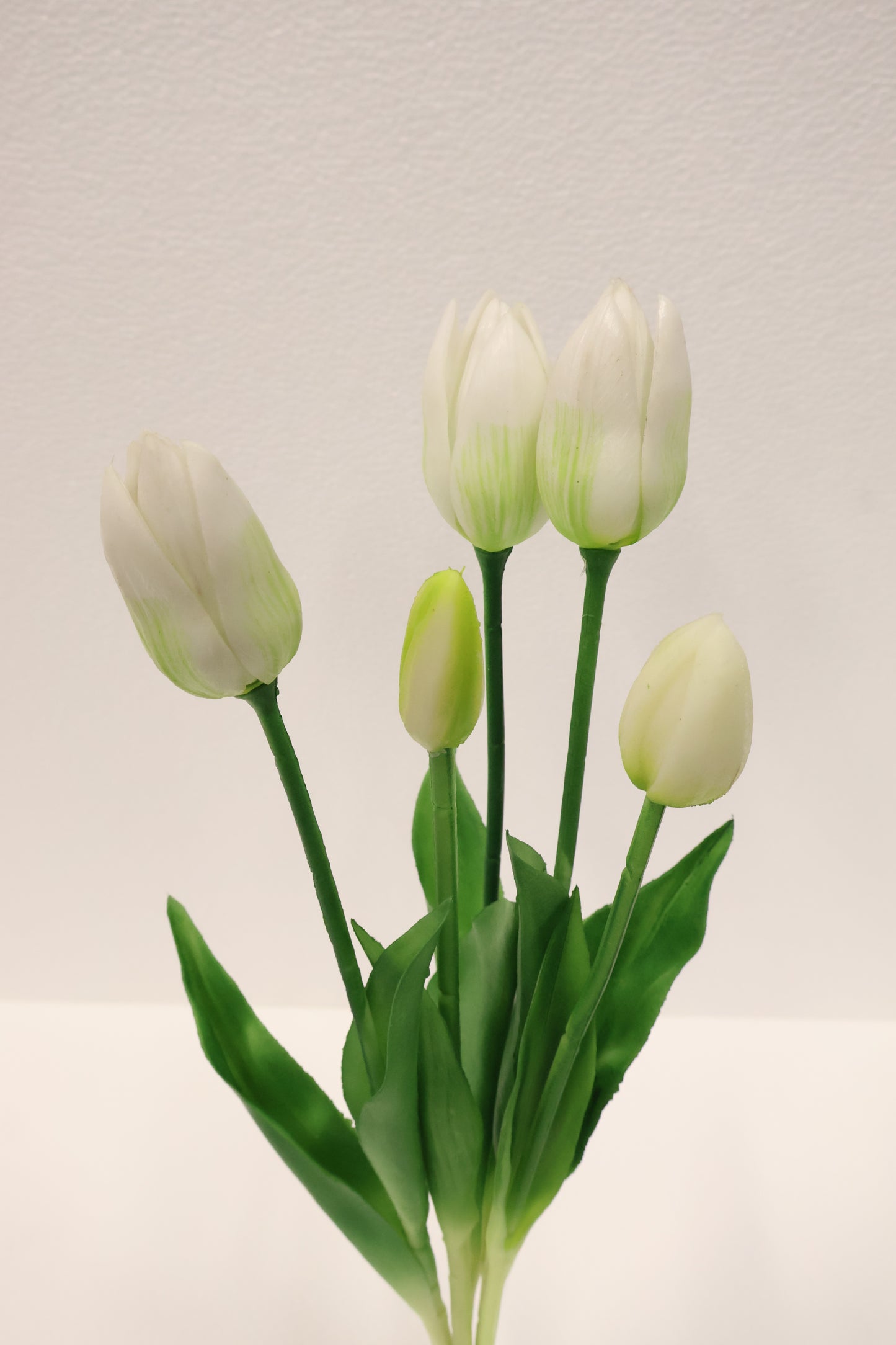 TULIP — 16.1" (41 cm)