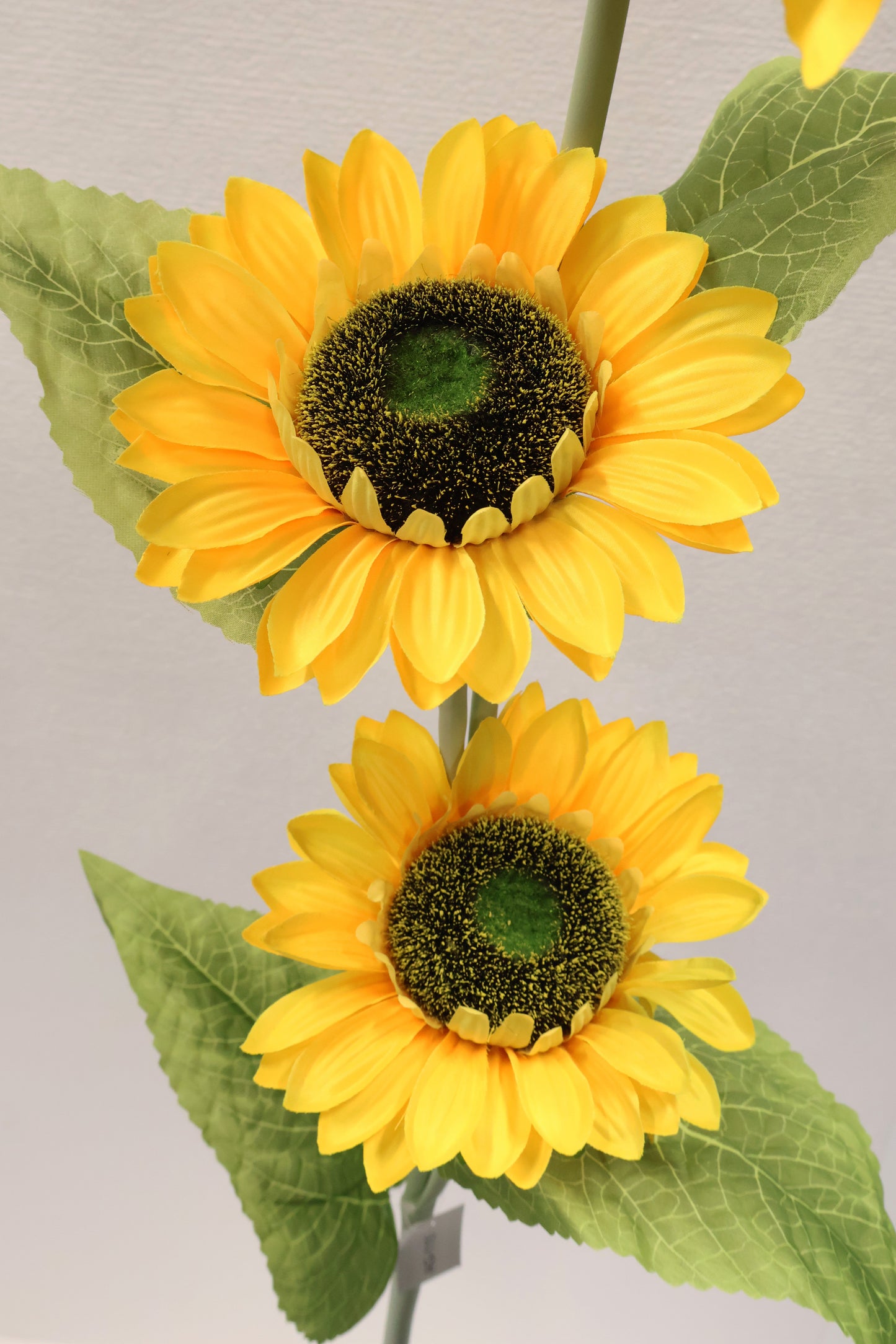 SUNFLOWER — 47.2" (120 cm)