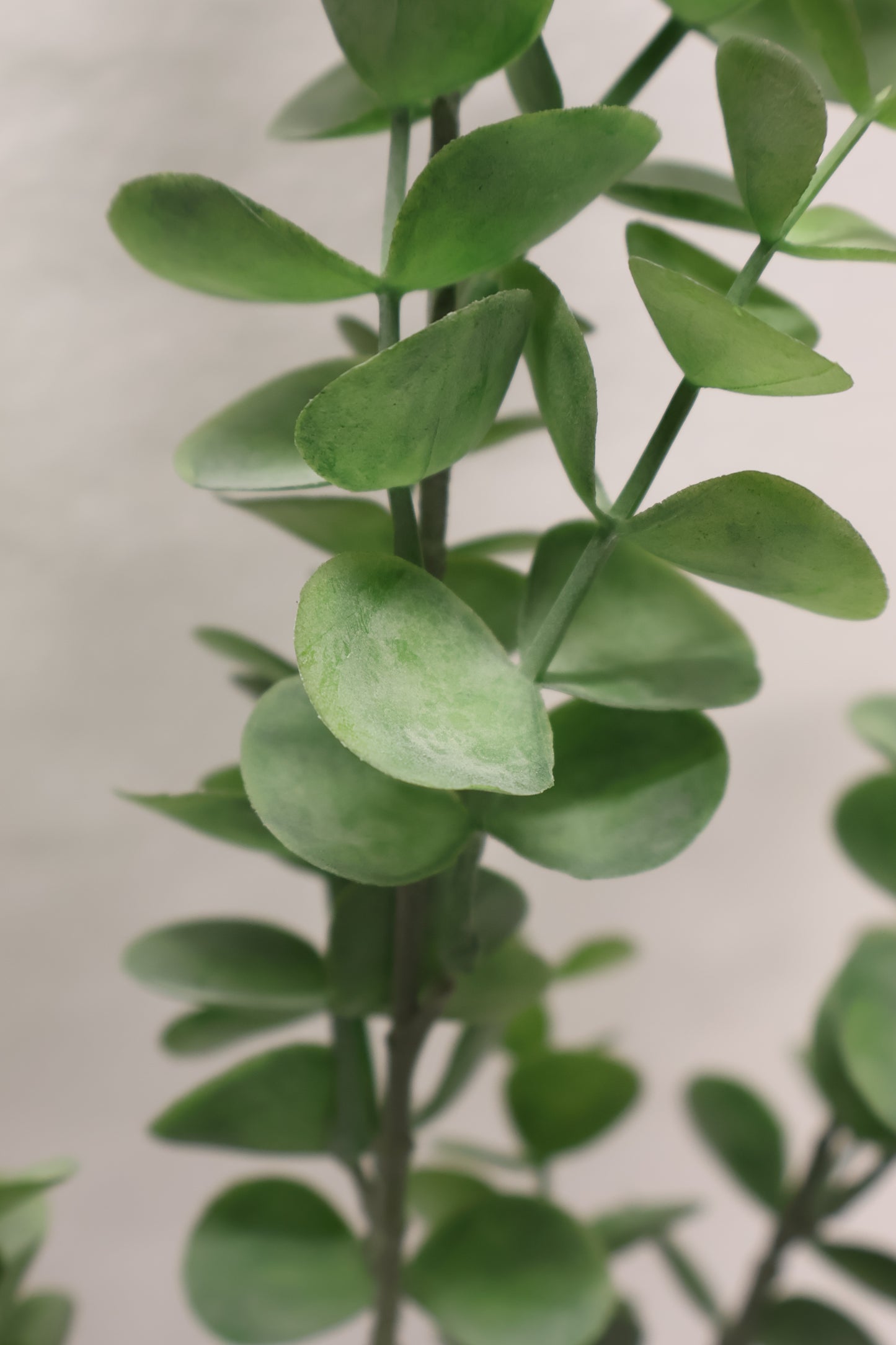 EUCALYPTUS SPRAY — 34" (86 cm)