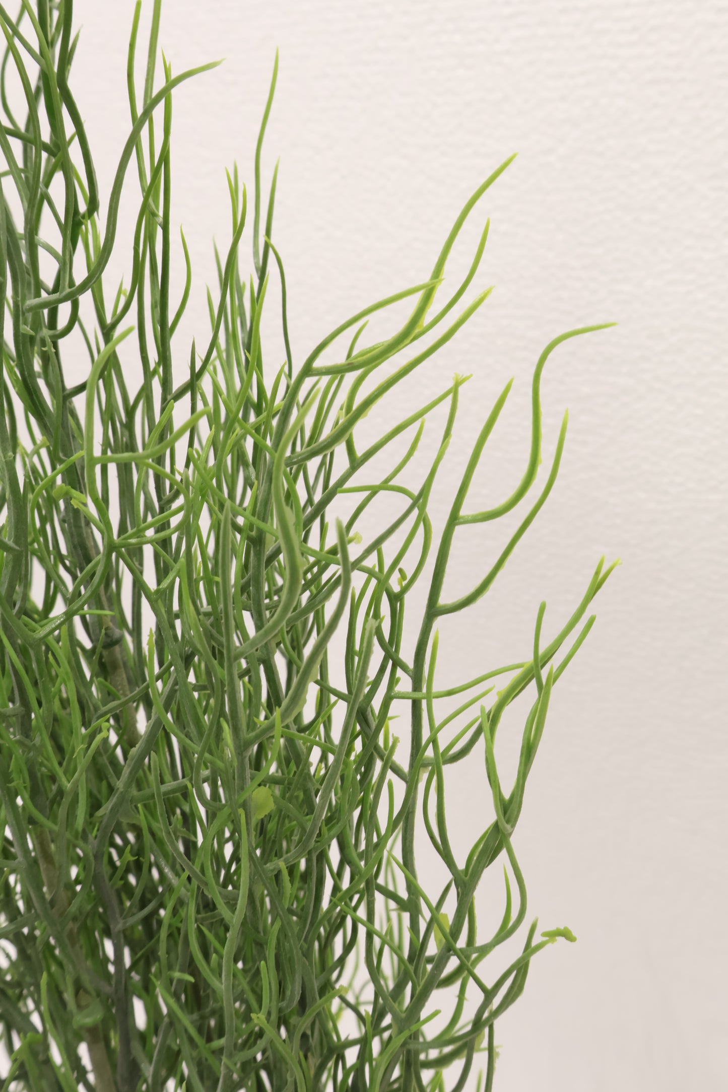 SPANISH MOSS BUSH (TILLANDSIA USNEOIDES) — 25" (64 cm)