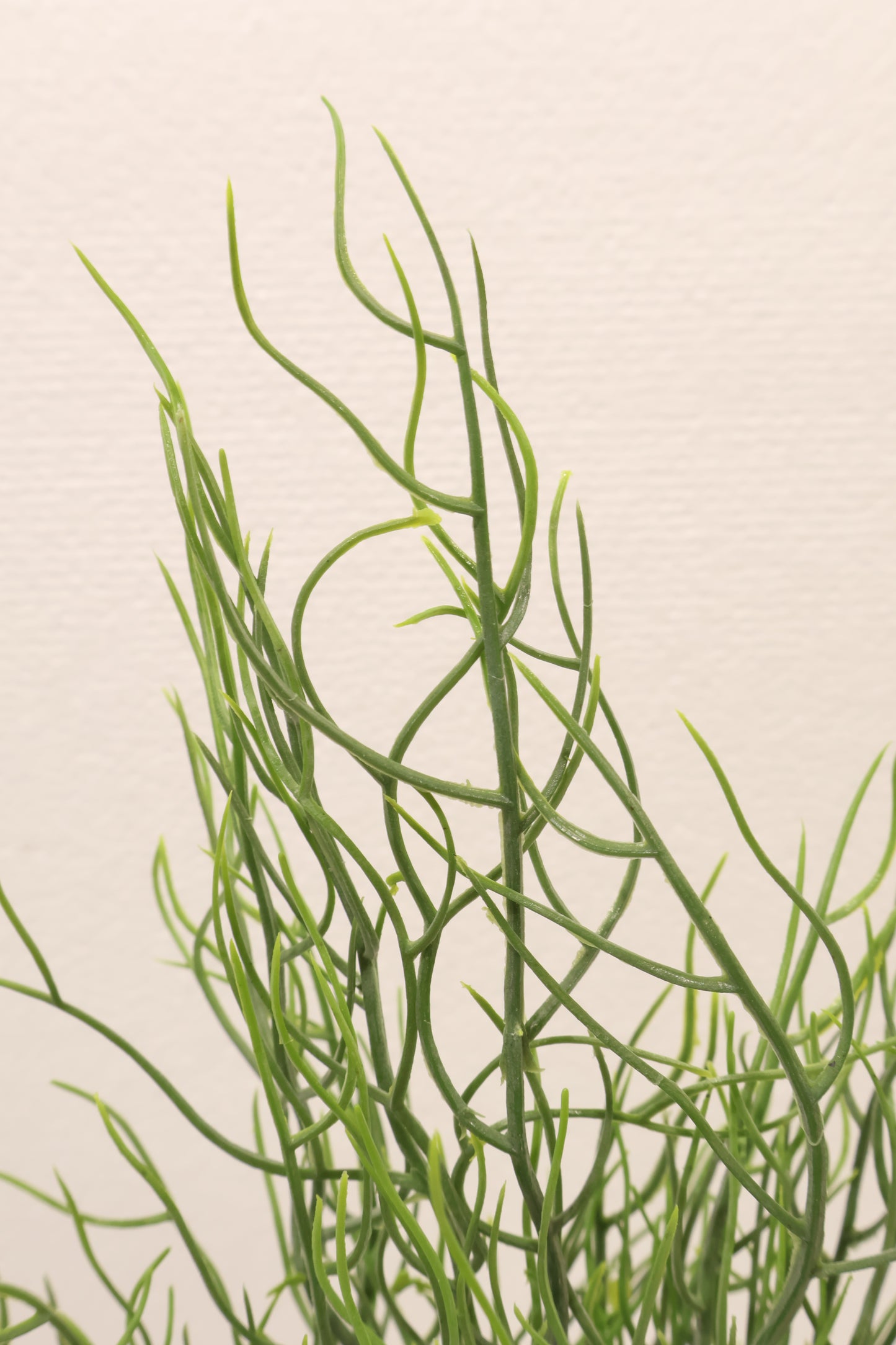 SPANISH MOSS BUSH (TILLANDSIA USNEOIDES) — 25" (64 cm)