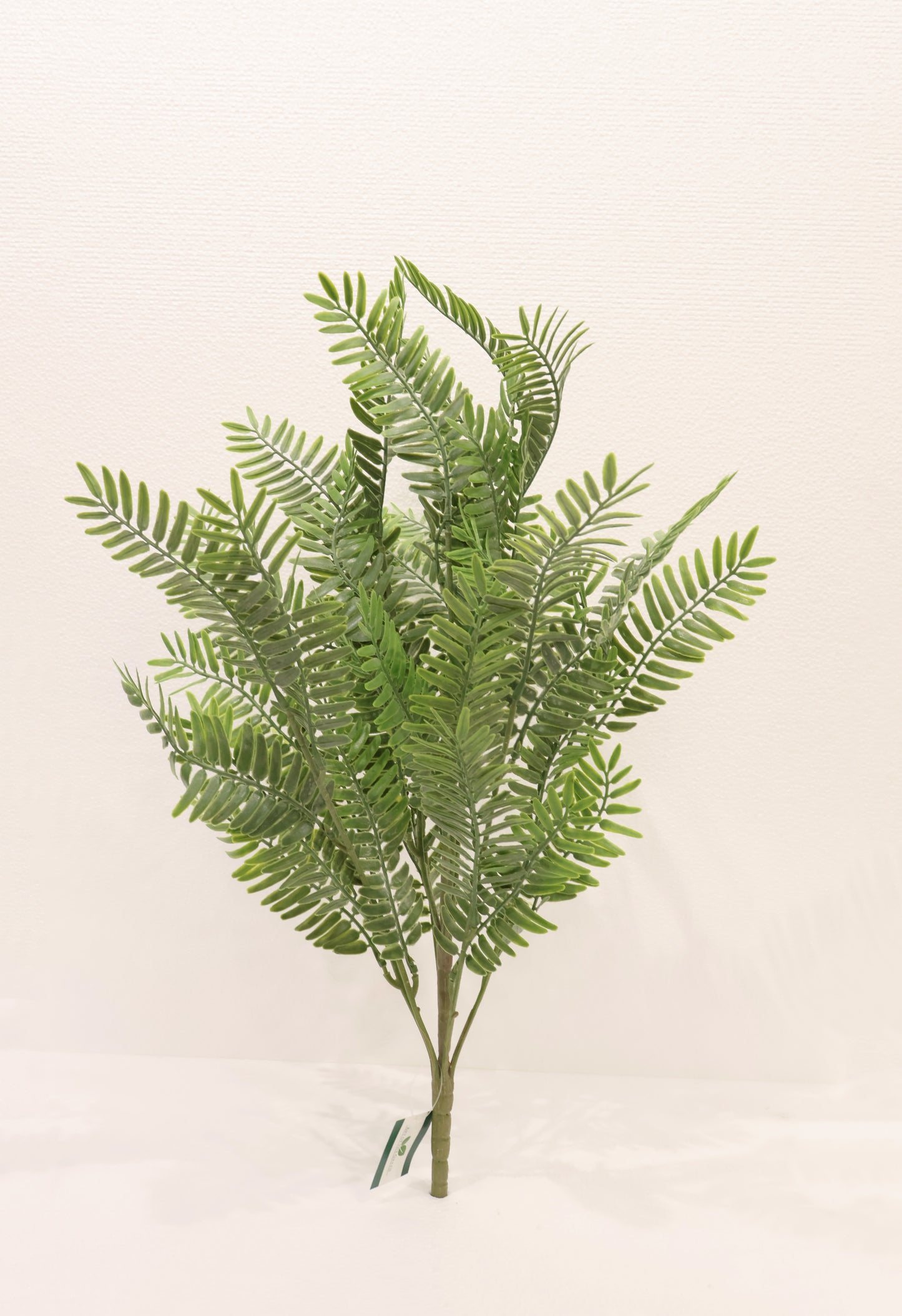 FERNLEAF ACACIA BUSH — 23" (58 cm)