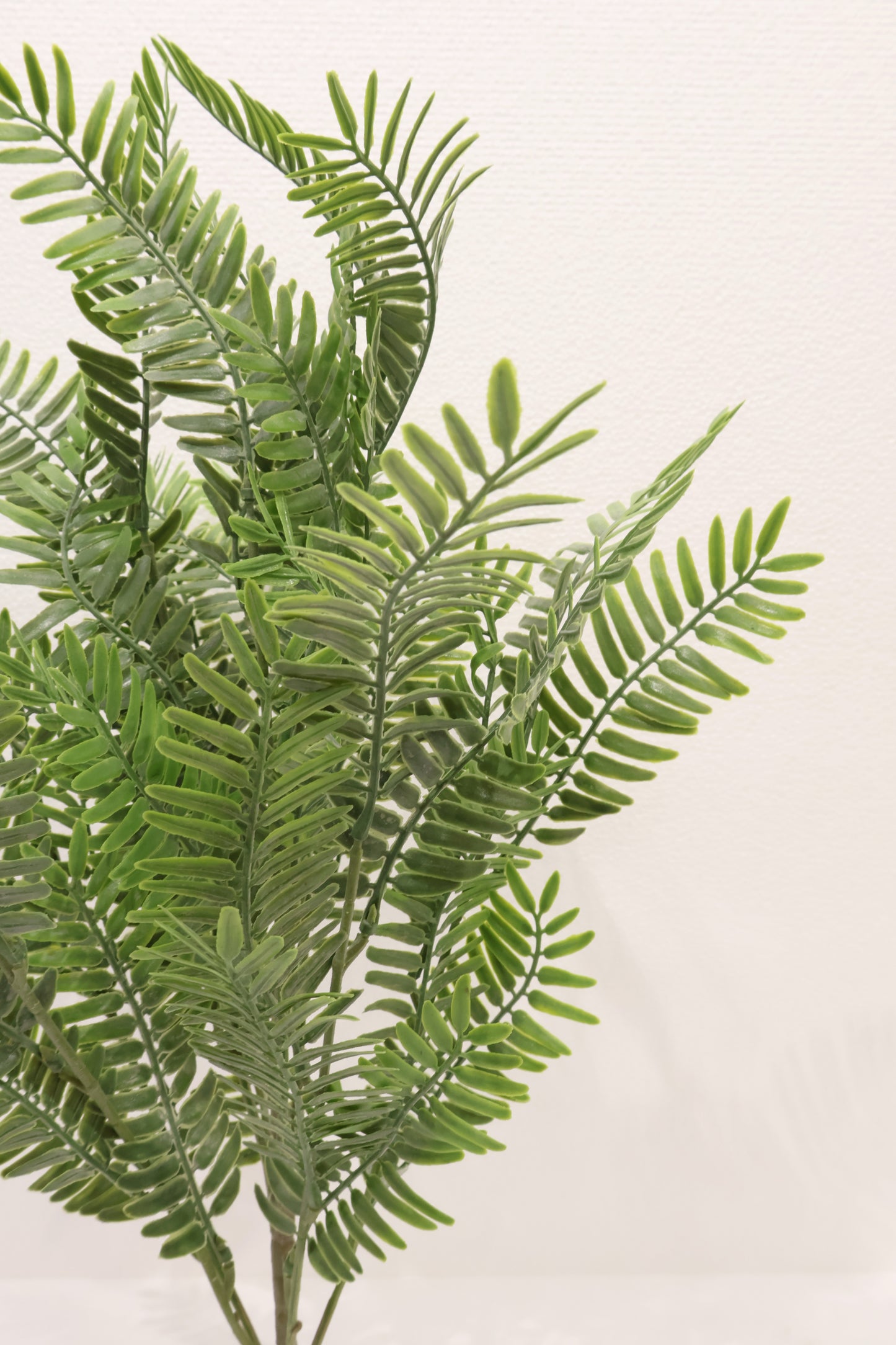 FERNLEAF ACACIA BUSH — 23" (58 cm)