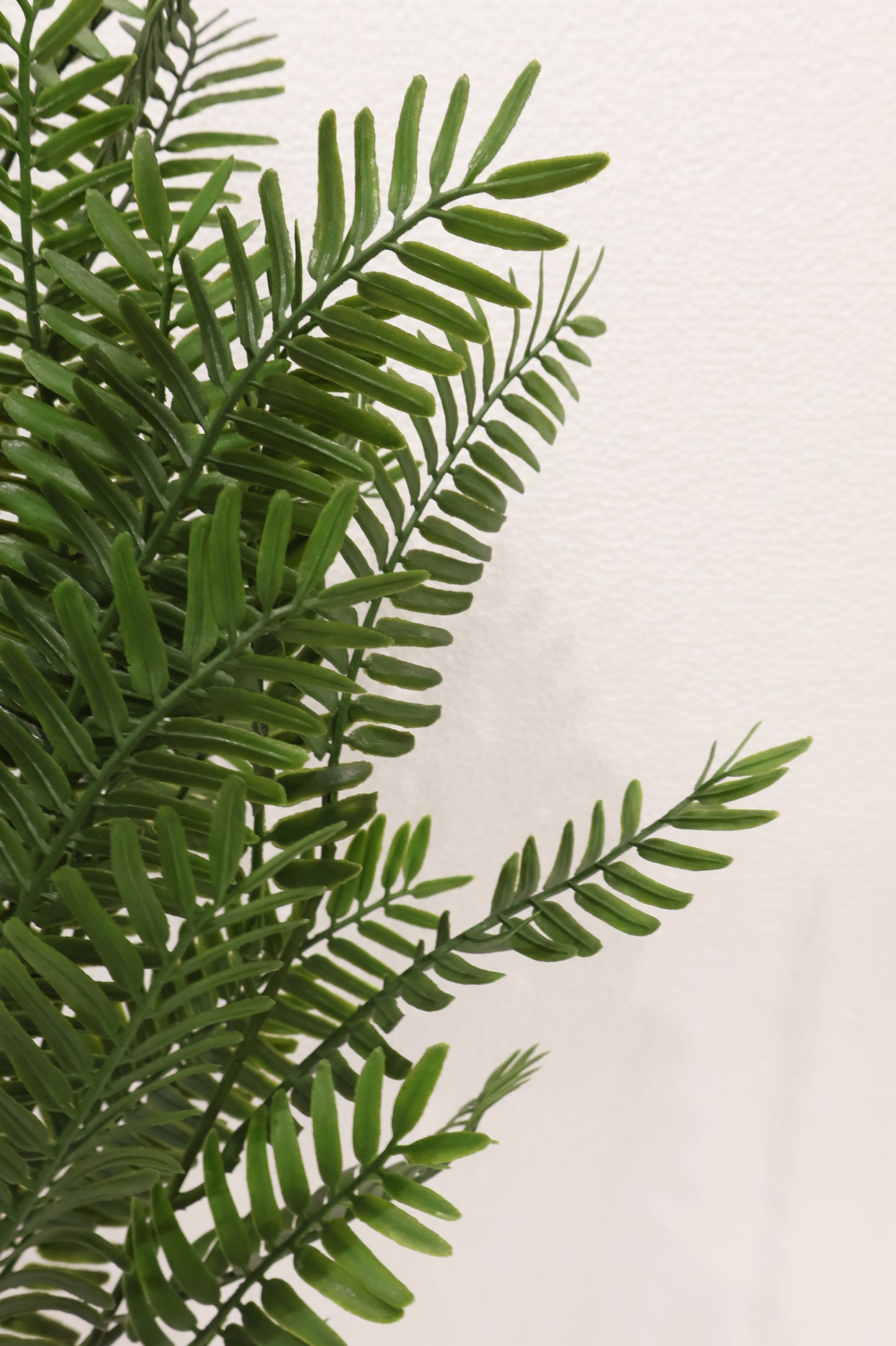 FERNLEAF ACACIA BUSH — 23" (58 cm)