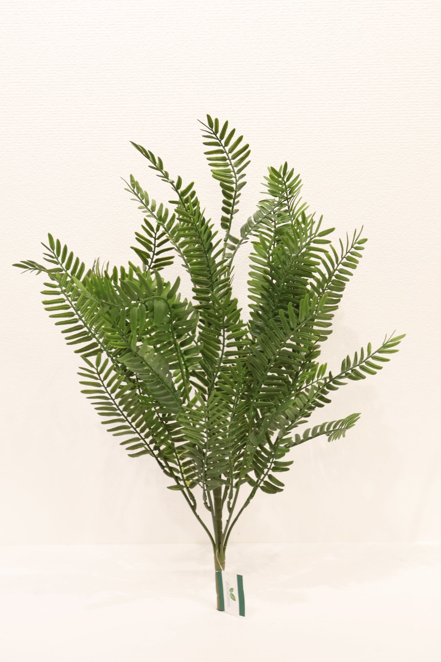 FERNLEAF ACACIA BUSH — 23" (58 cm)