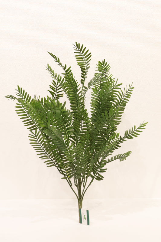 FERNLEAF ACACIA BUSH — 23" (58 cm)