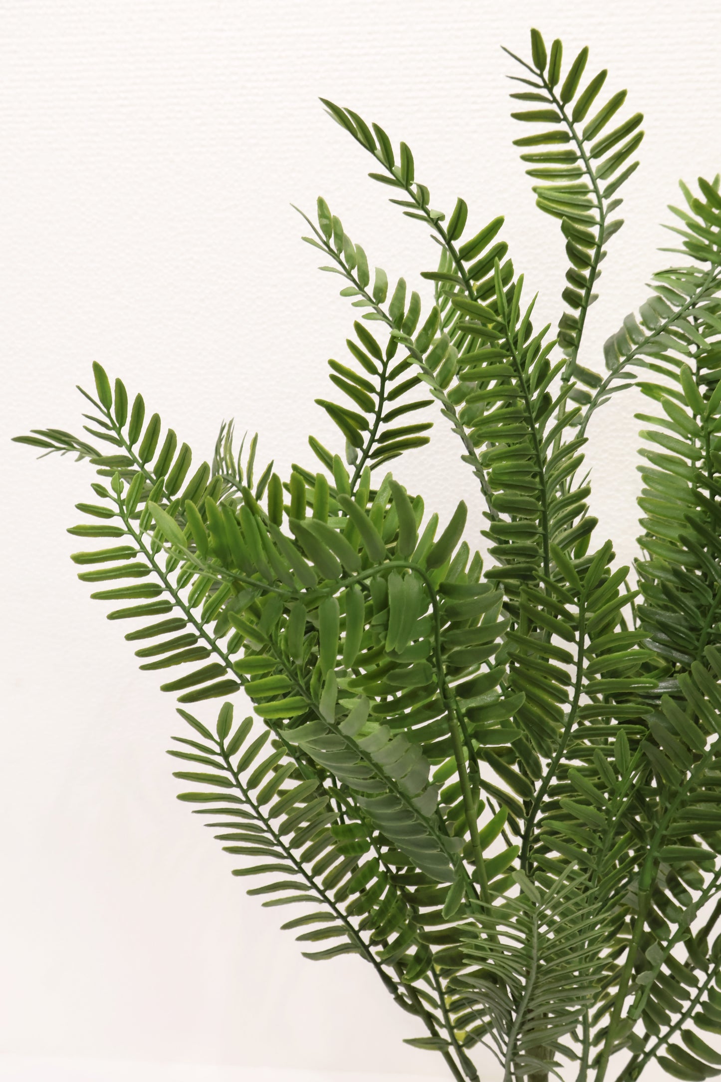 FERNLEAF ACACIA BUSH — 23" (58 cm)