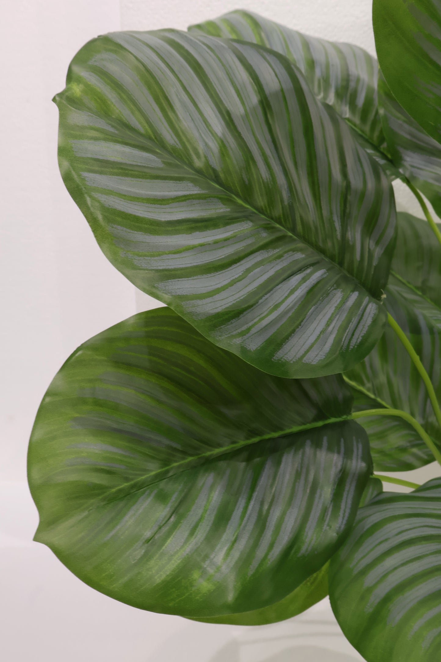 CALATHEA ORBIFOLIA — 22.8" (58 cm)