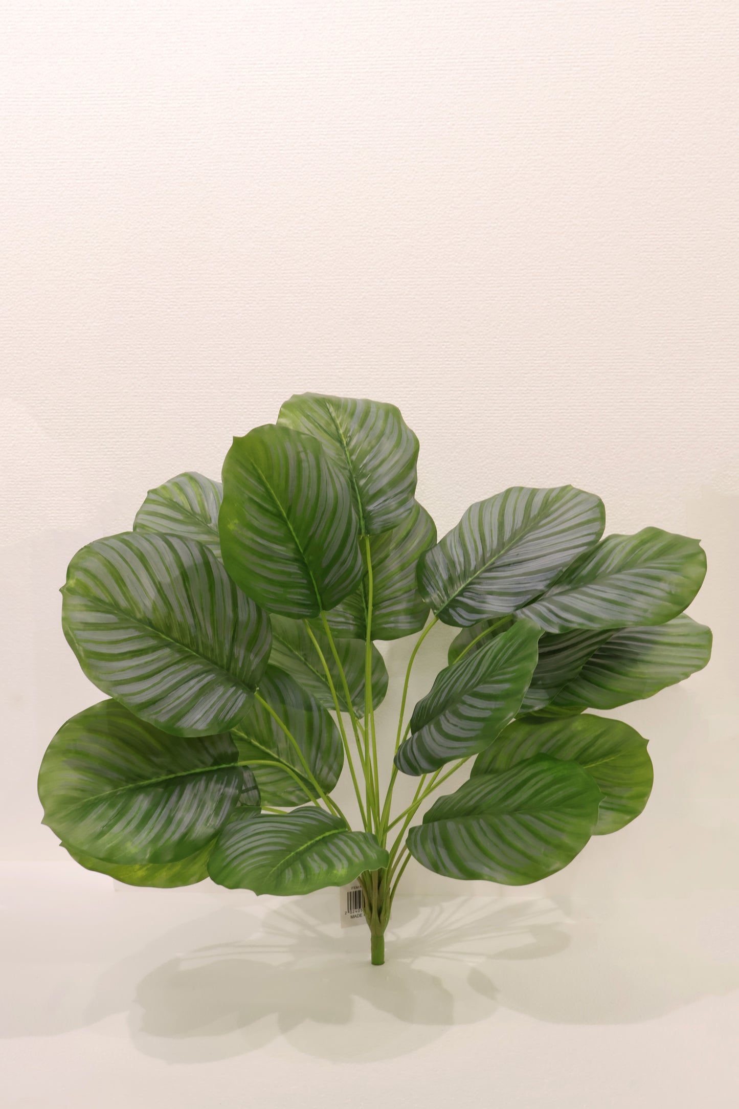 CALATHEA ORBIFOLIA — 22.8" (58 cm)