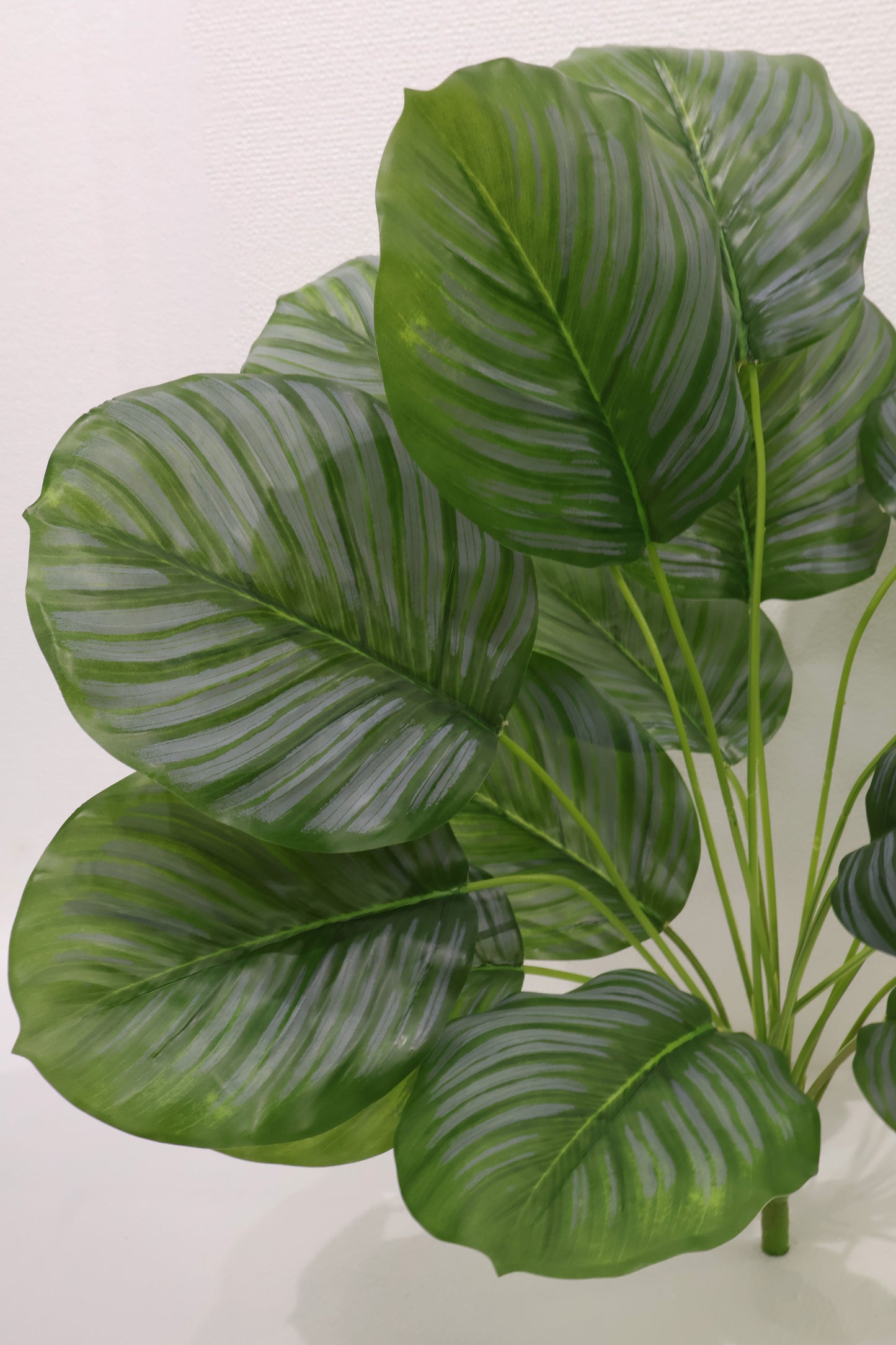CALATHEA ORBIFOLIA — 22.8" (58 cm)