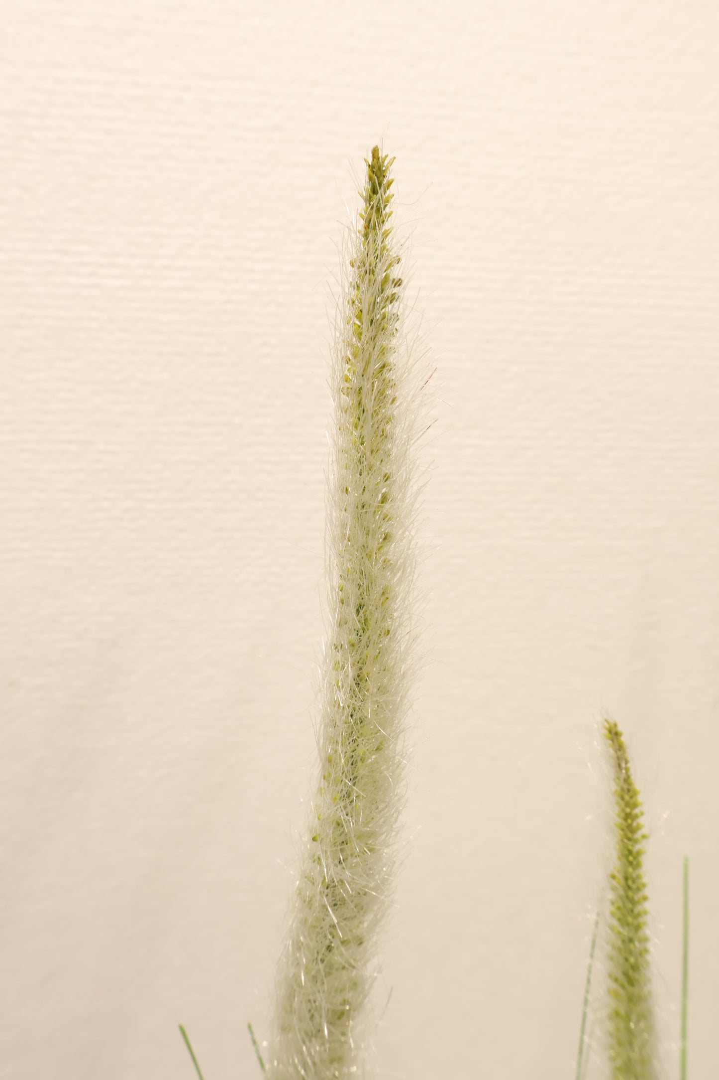 ORNAMENTAL GRASS STEM — 39.8" (101 cm)