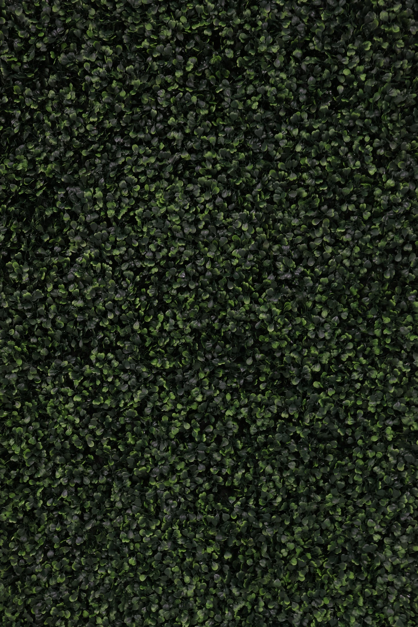 GREEN WALL — BOXWOOD PANEL — 20" × 20" (51 × 51 cm)