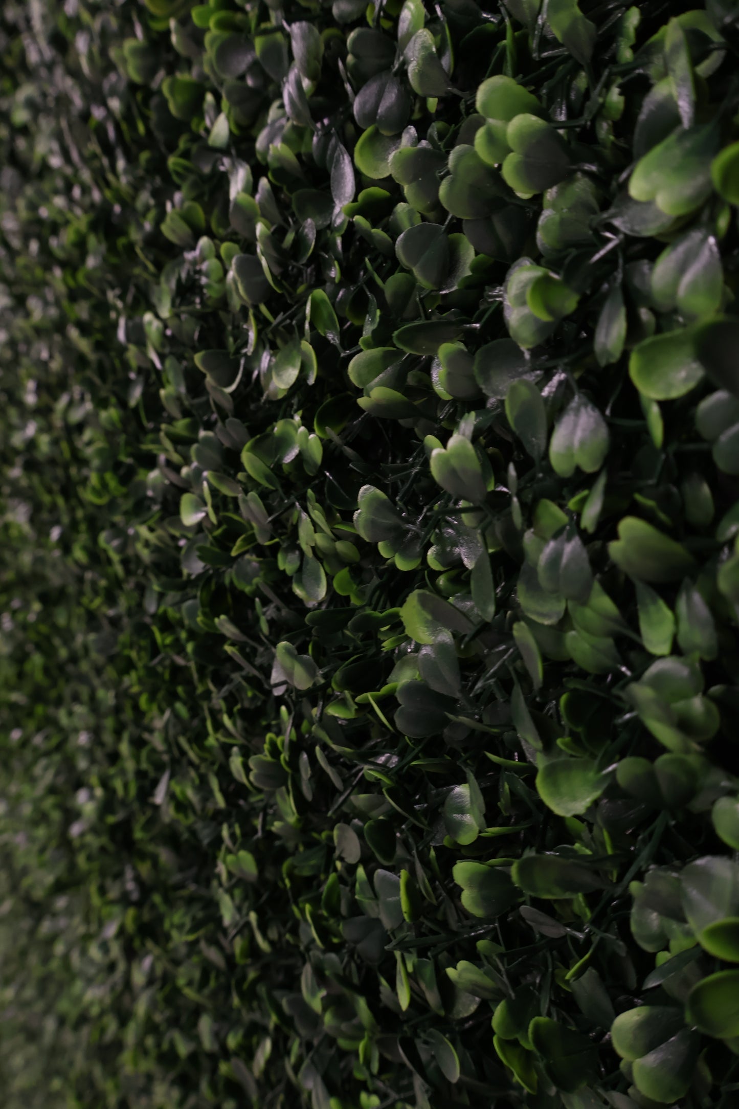 GREEN WALL — BOXWOOD PANEL — 20" × 20" (51 × 51 cm)