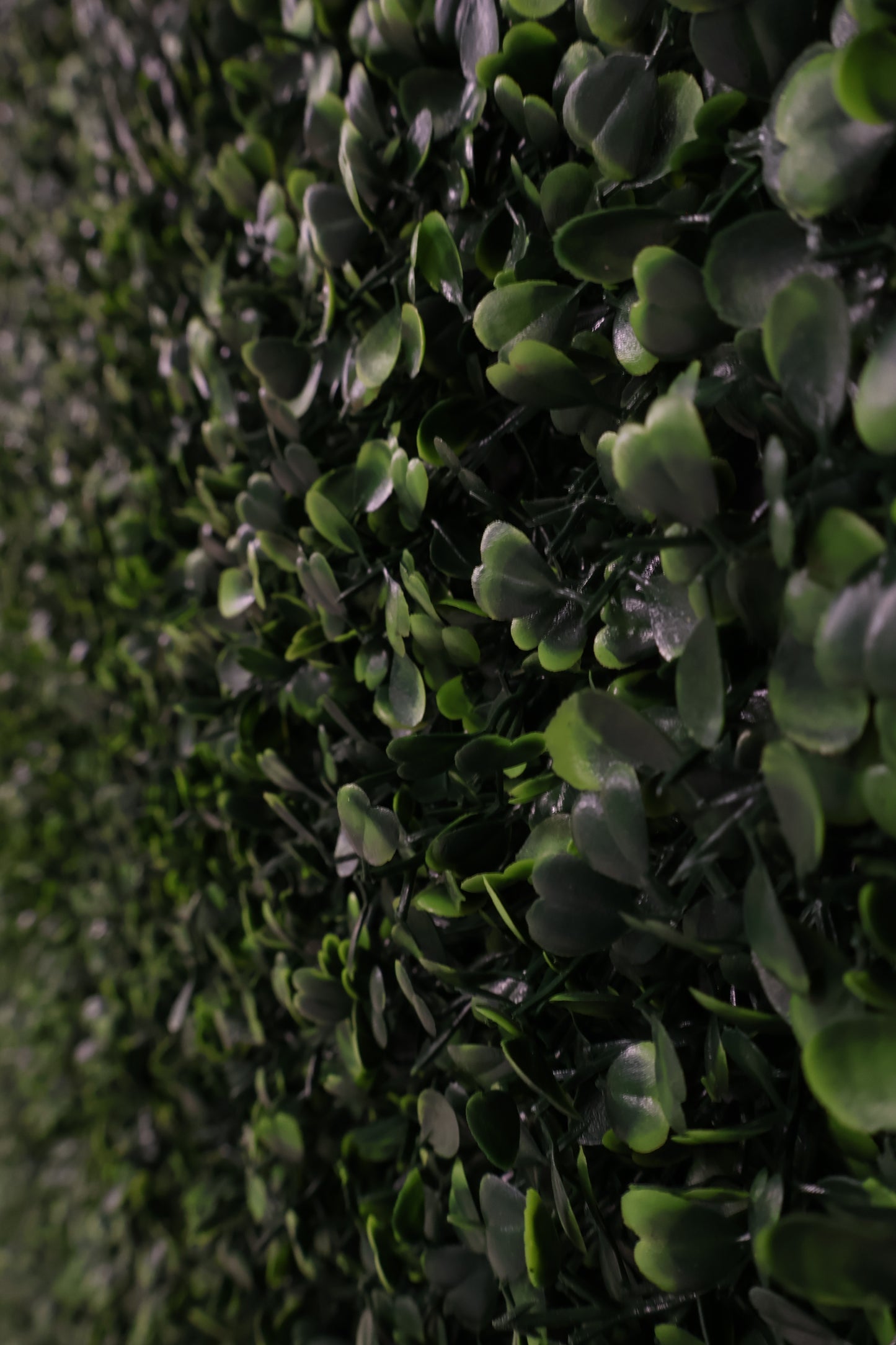 GREEN WALL — BOXWOOD PANEL — 20" × 20" (51 × 51 cm)