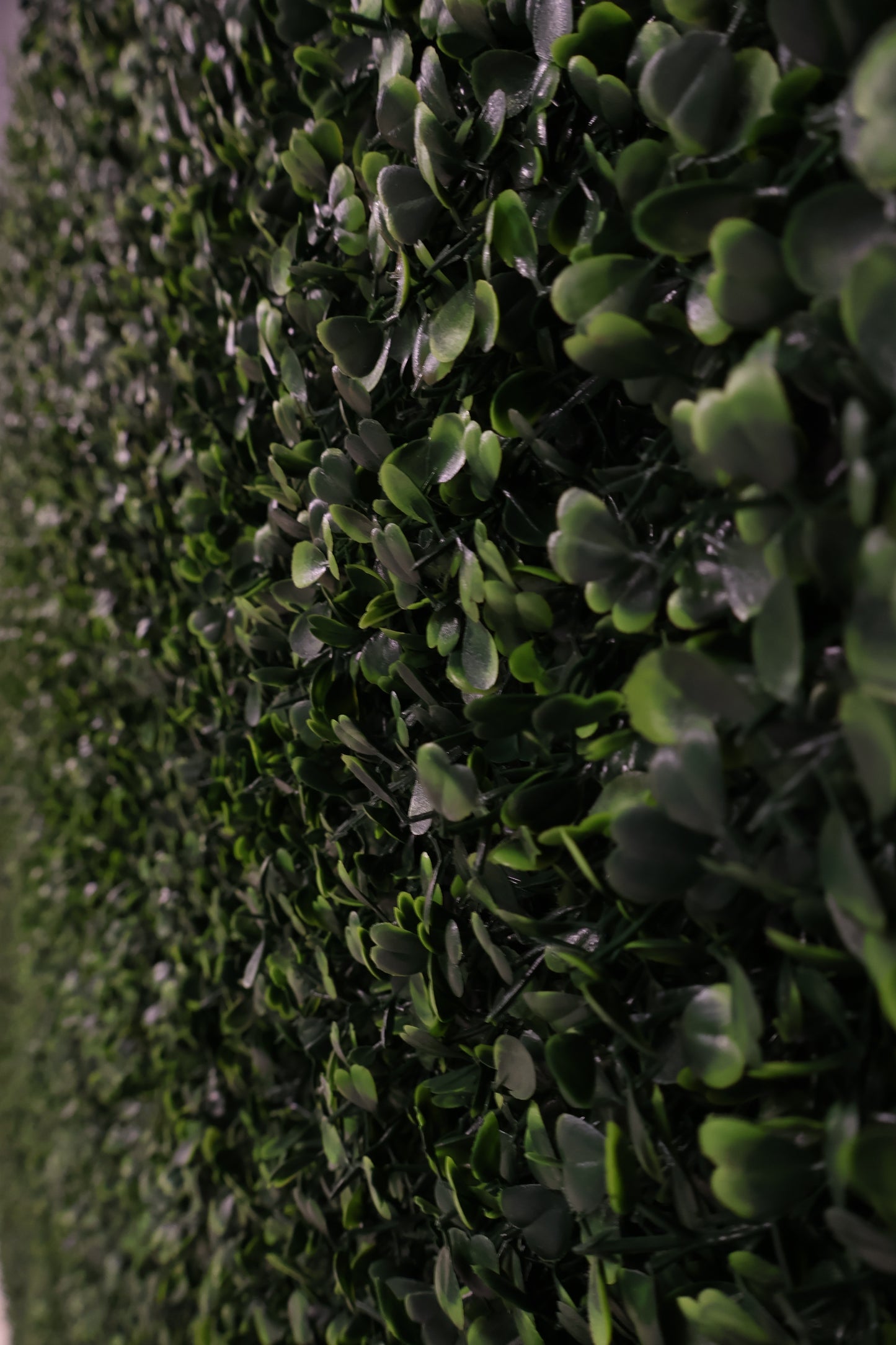 GREEN WALL — BOXWOOD PANEL — 20" × 20" (51 × 51 cm)
