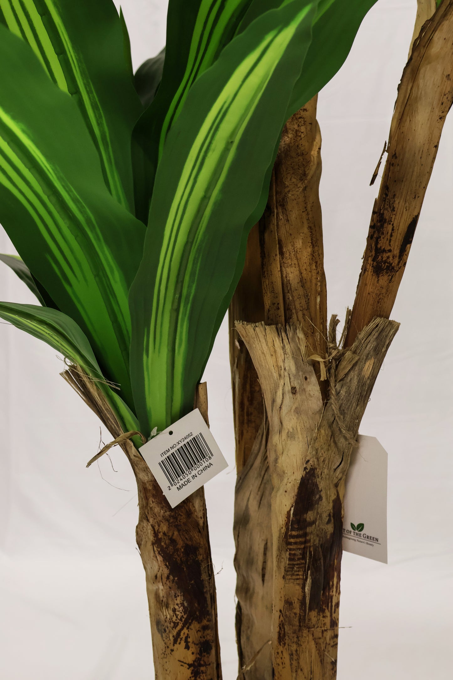 YELLOW STRIPE DRACAENA (CANE TRUNK) — 70.9" (180 cm)