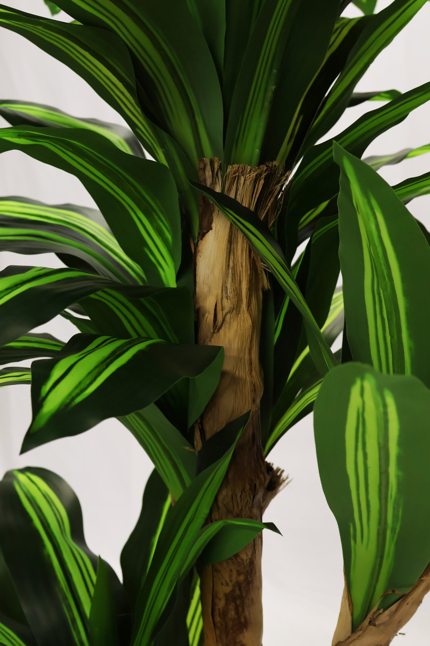 YELLOW STRIPE DRACAENA (CANE TRUNK) — 70.9" (180 cm)