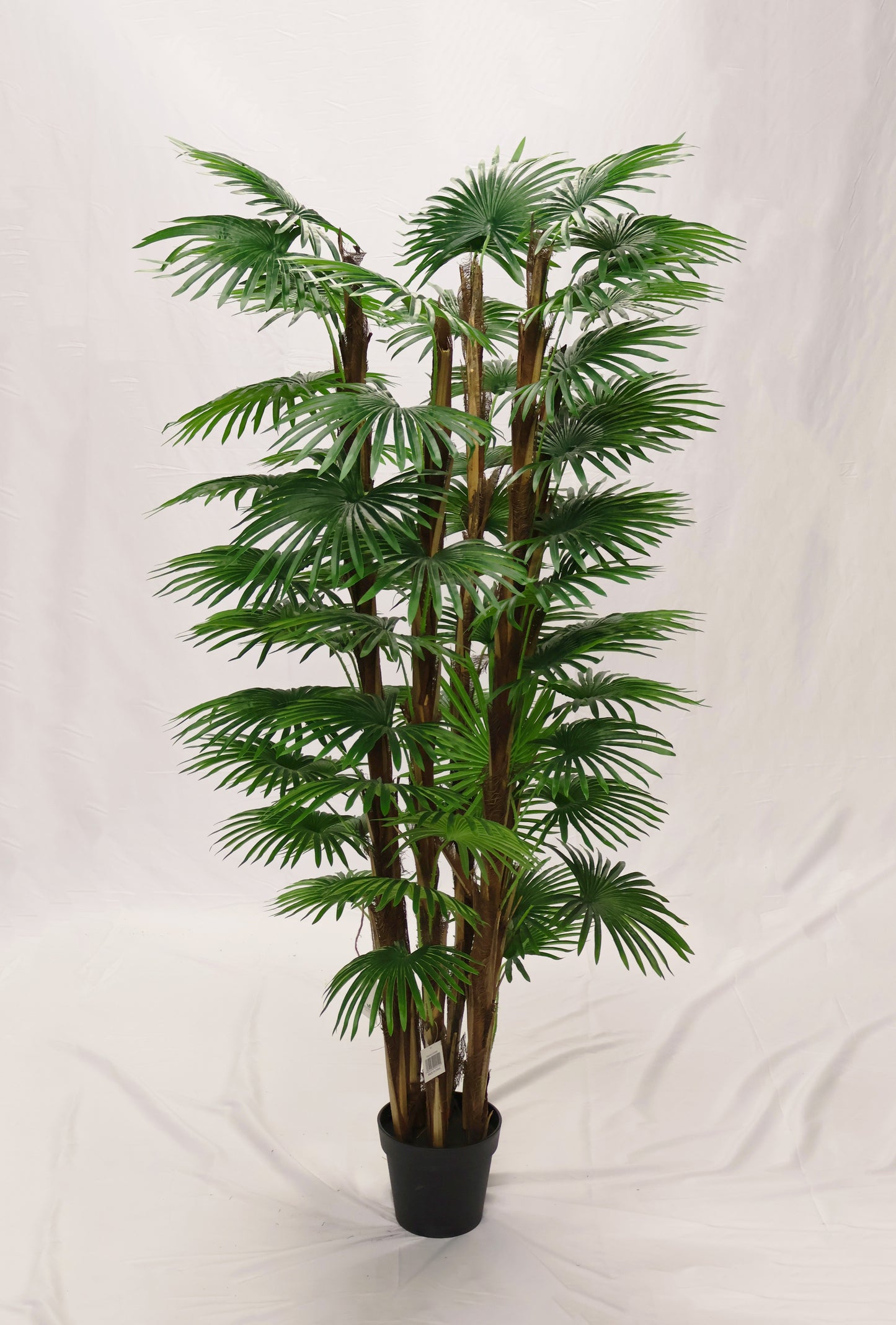 FAN PALM (CHINESE PALM) — 66.9" (170 cm)