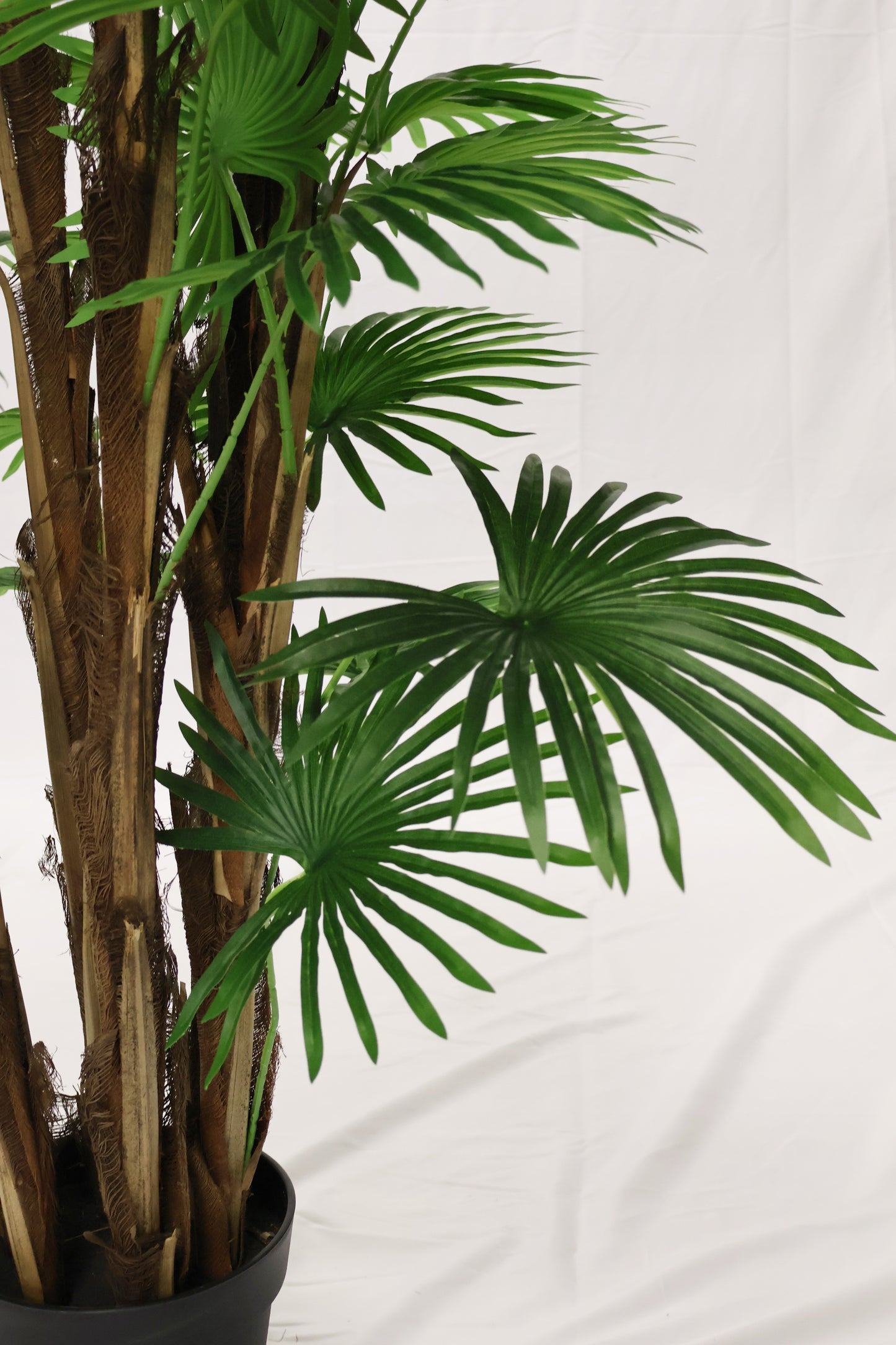 FAN PALM (CHINESE PALM) — 66.9" (170 cm)