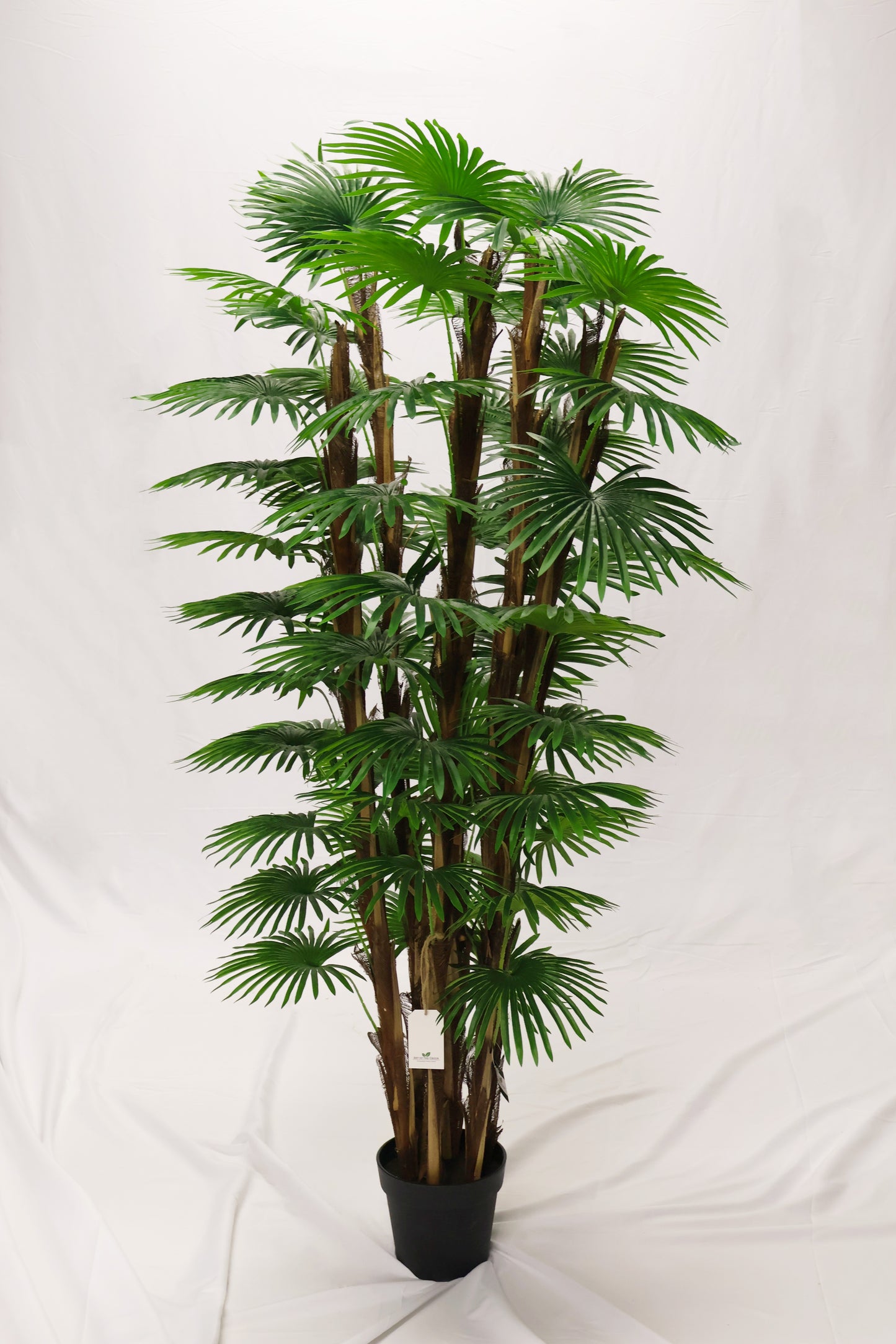 FAN PALM (CHINESE PALM) — 66.9" (170 cm)