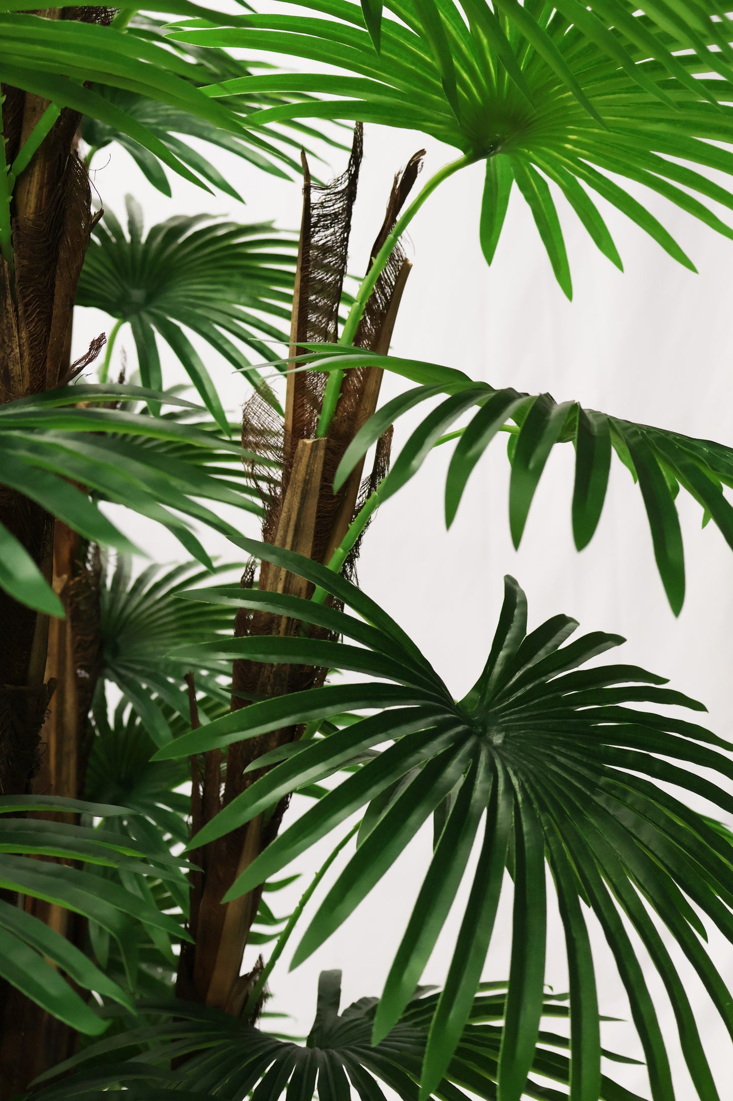 FAN PALM (CHINESE PALM) — 66.9" (170 cm)