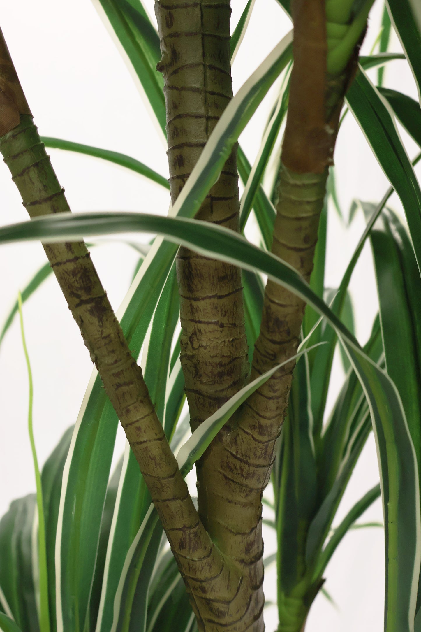 DRACAENA MARGINATA (MADAGASCAR DRAGON TREE) — 78.7" (200 cm)