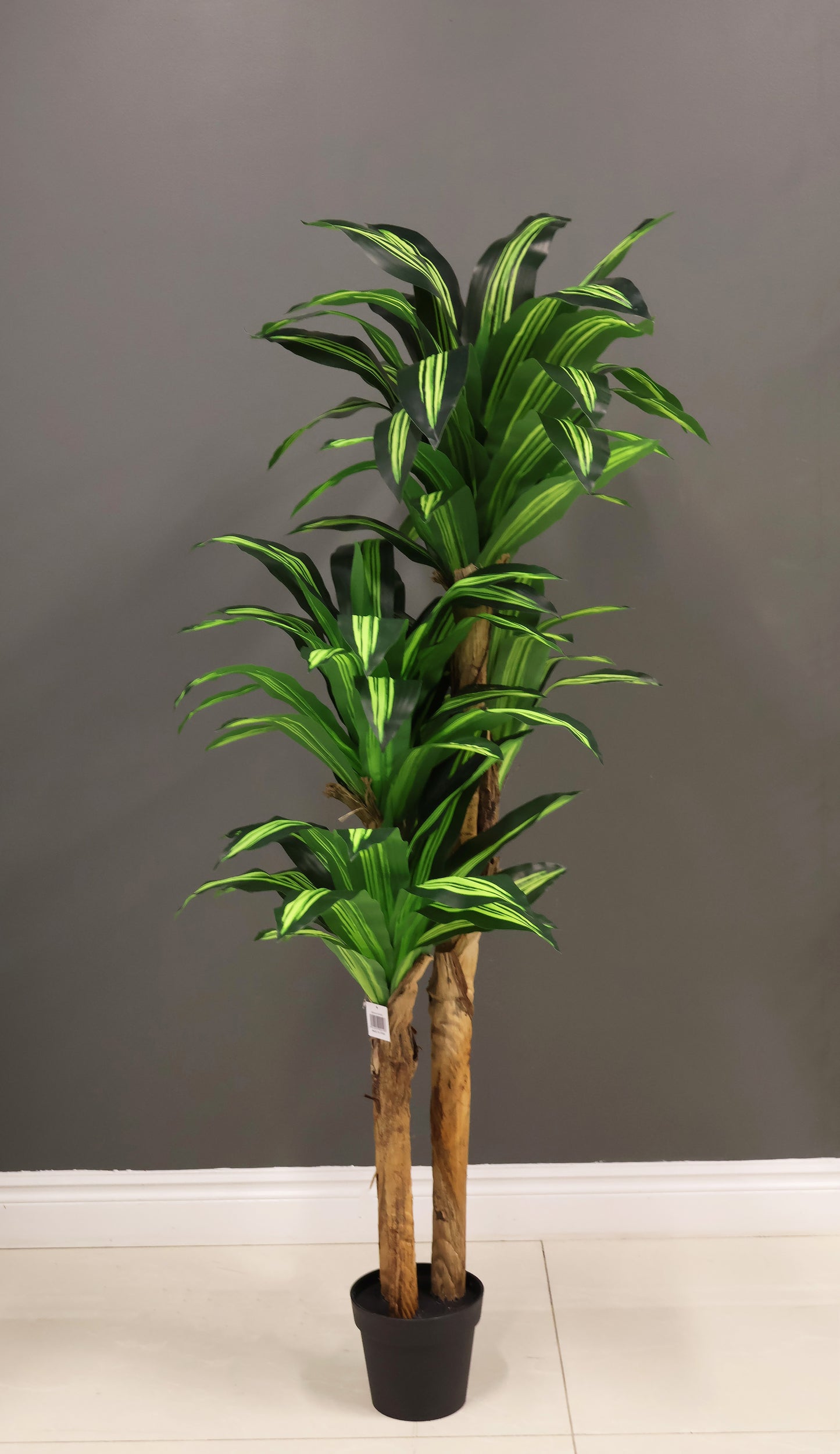 YELLOW STRIPE DRACAENA (CANE TRUNK) — 70.9" (180 cm)