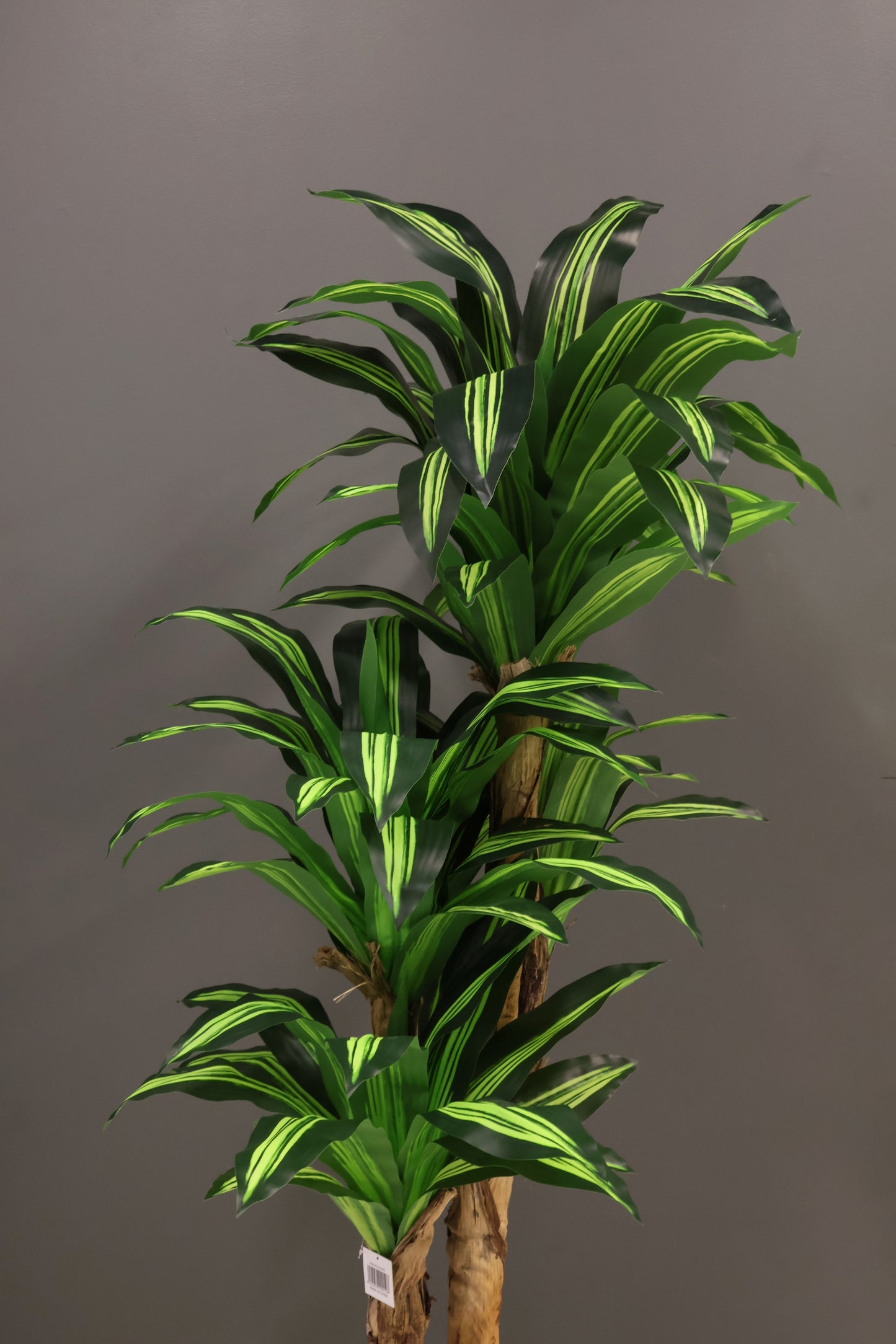 YELLOW STRIPE DRACAENA (CANE TRUNK) — 70.9" (180 cm)