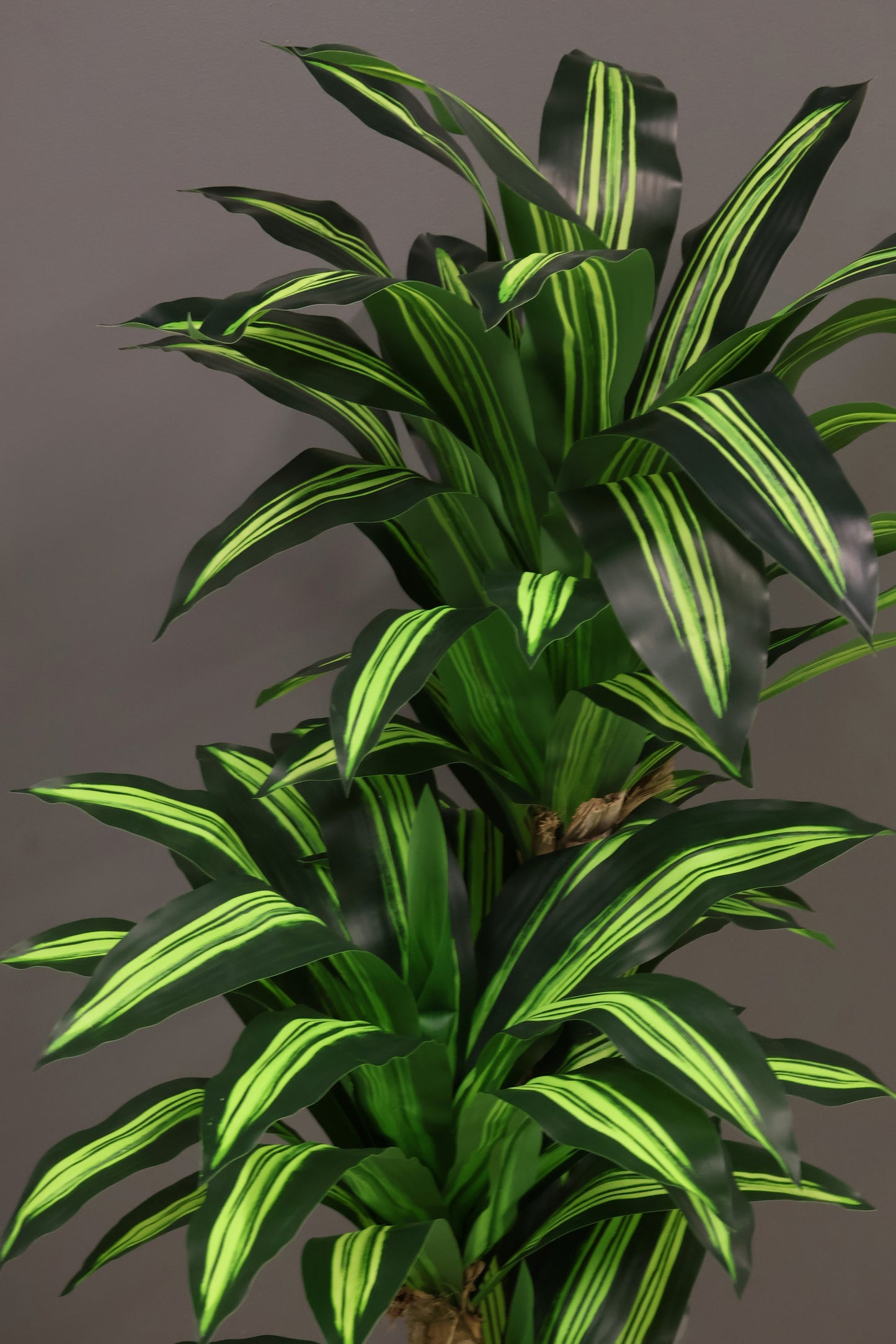 YELLOW STRIPE DRACAENA (CANE TRUNK) — 70.9" (180 cm)