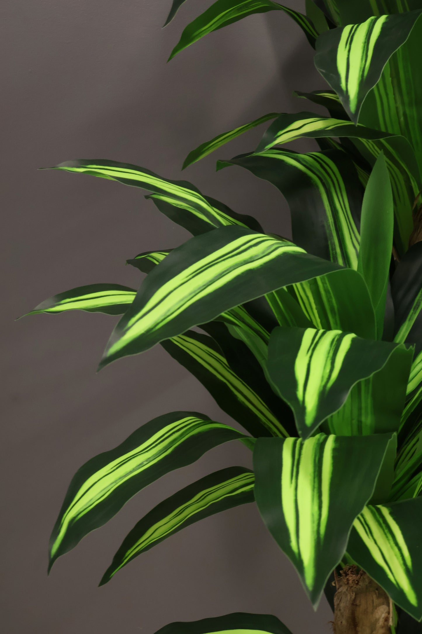 YELLOW STRIPE DRACAENA (CANE TRUNK) — 70.9" (180 cm)