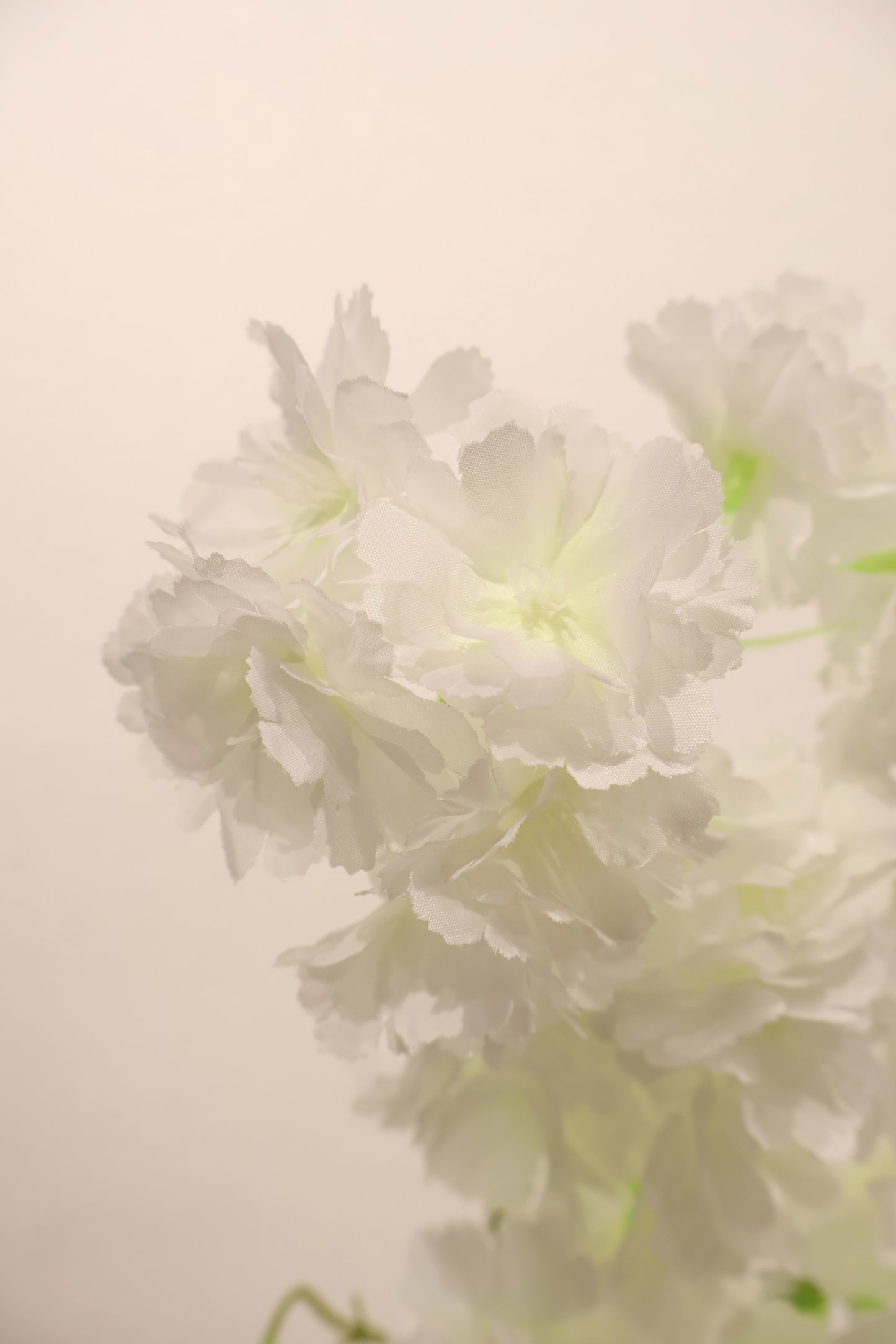CHERRY BLOSSOM — 37.0" (94 cm)