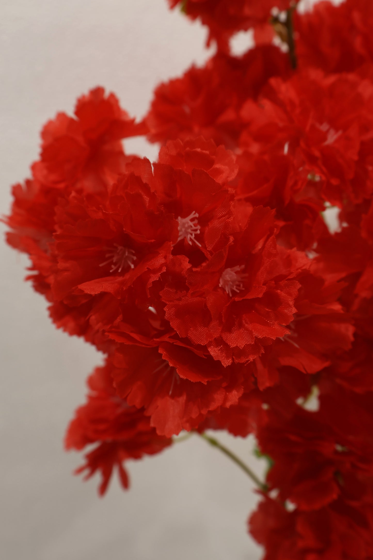 CHERRY BLOSSOM — 37.0" (94 cm)