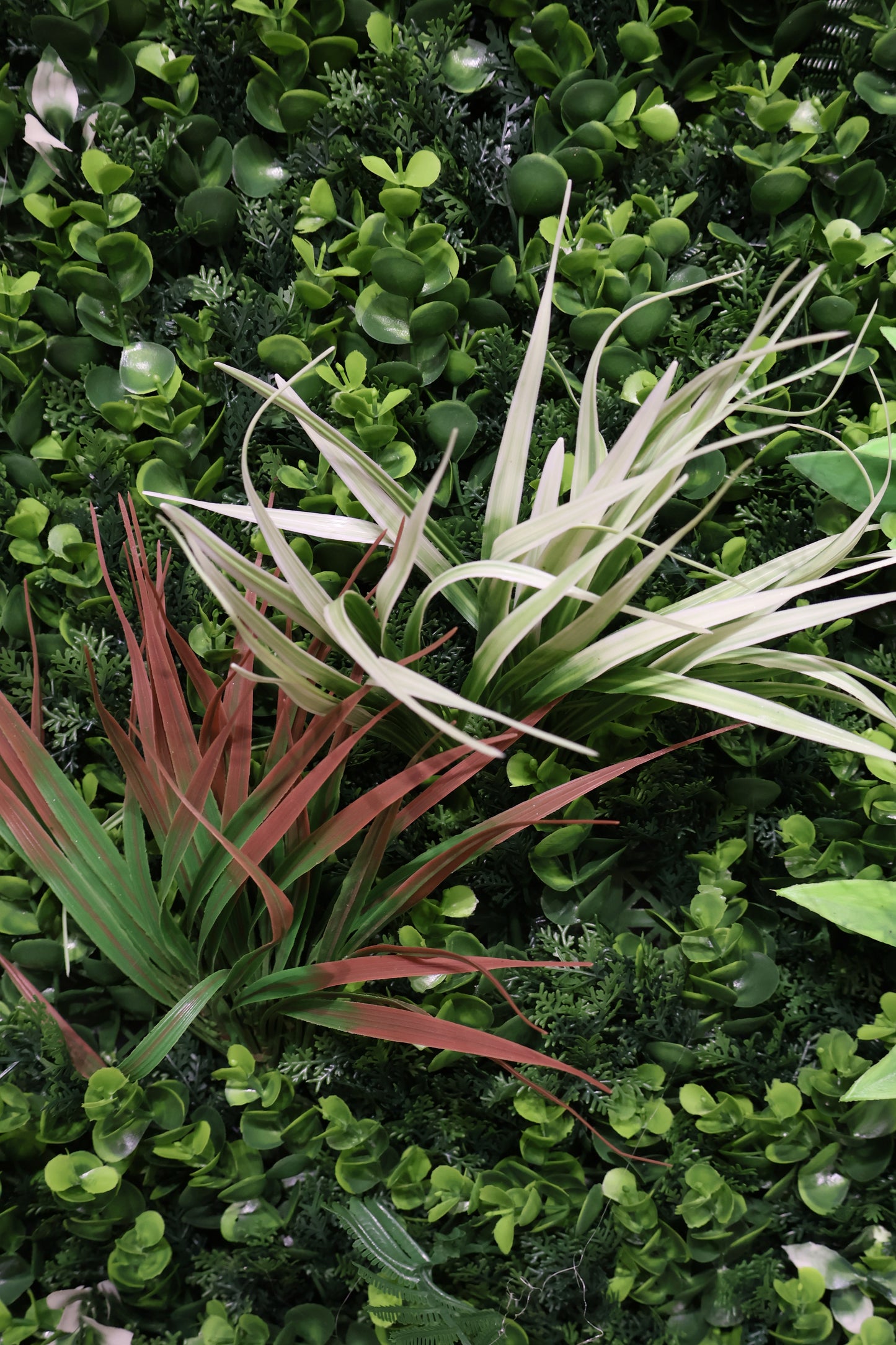 GREEN WALL — CORDYLINE FOCUS — 40" × 40" (102 × 102 cm)