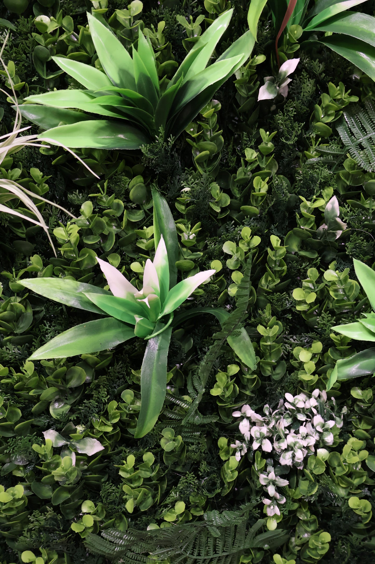 GREEN WALL — CORDYLINE FOCUS — 40" × 40" (102 × 102 cm)