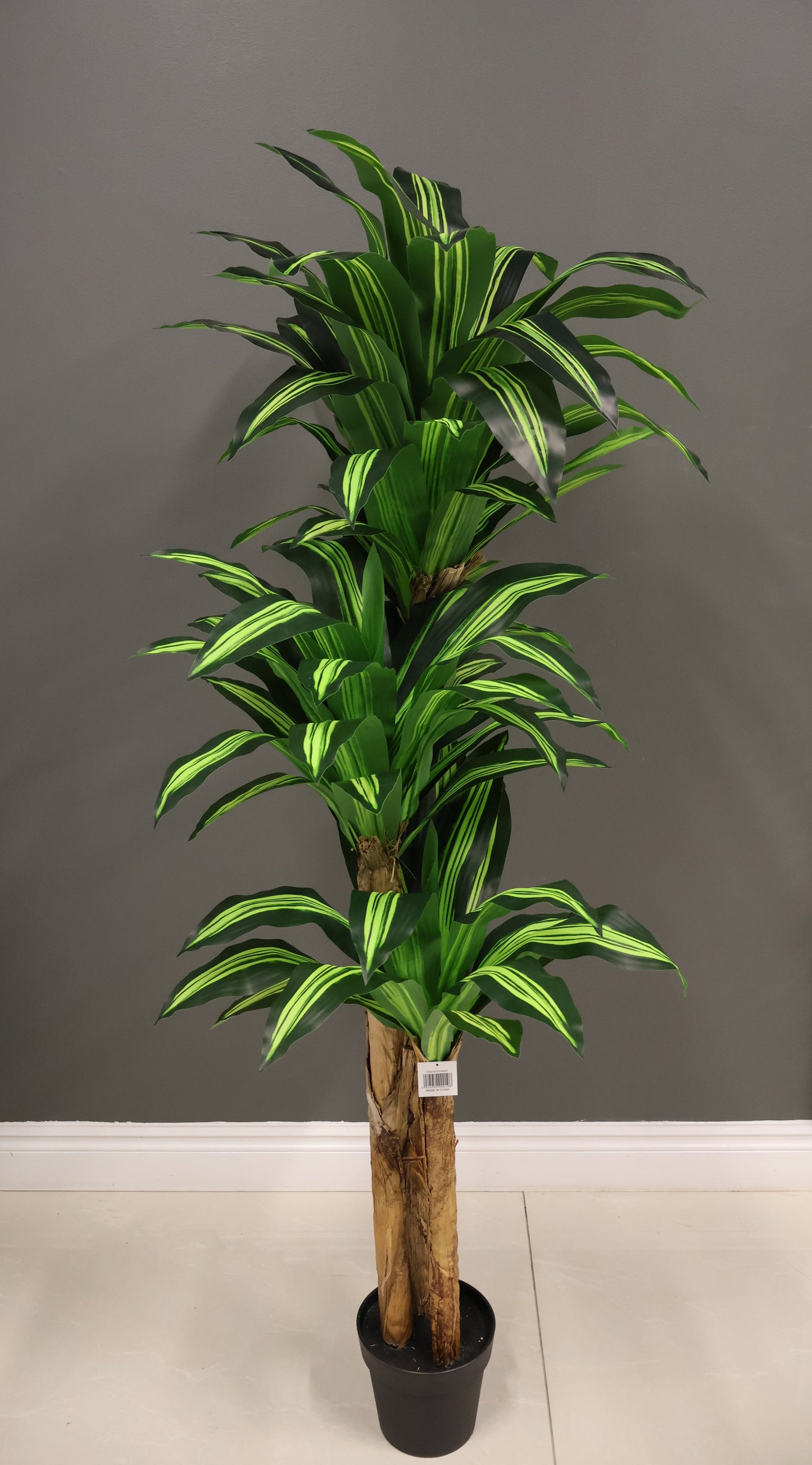 YELLOW STRIPE DRACAENA (CANE TRUNK) — 70.9" (180 cm)
