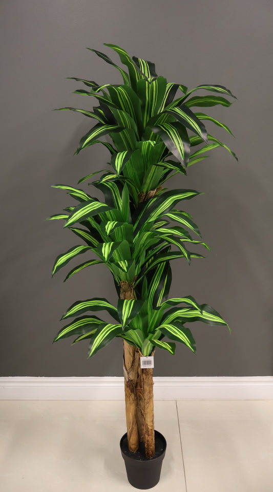 YELLOW STRIPE DRACAENA (CANE TRUNK) — 70.9" (180 cm)