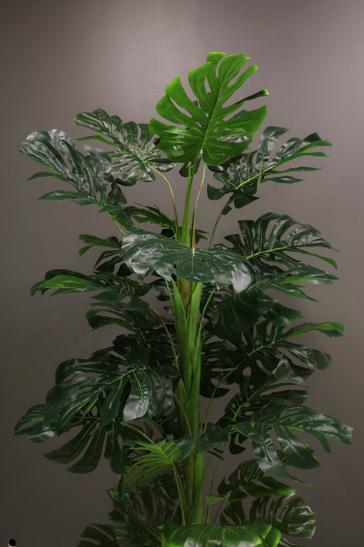 MONSTERA — 59.1" (150 cm)