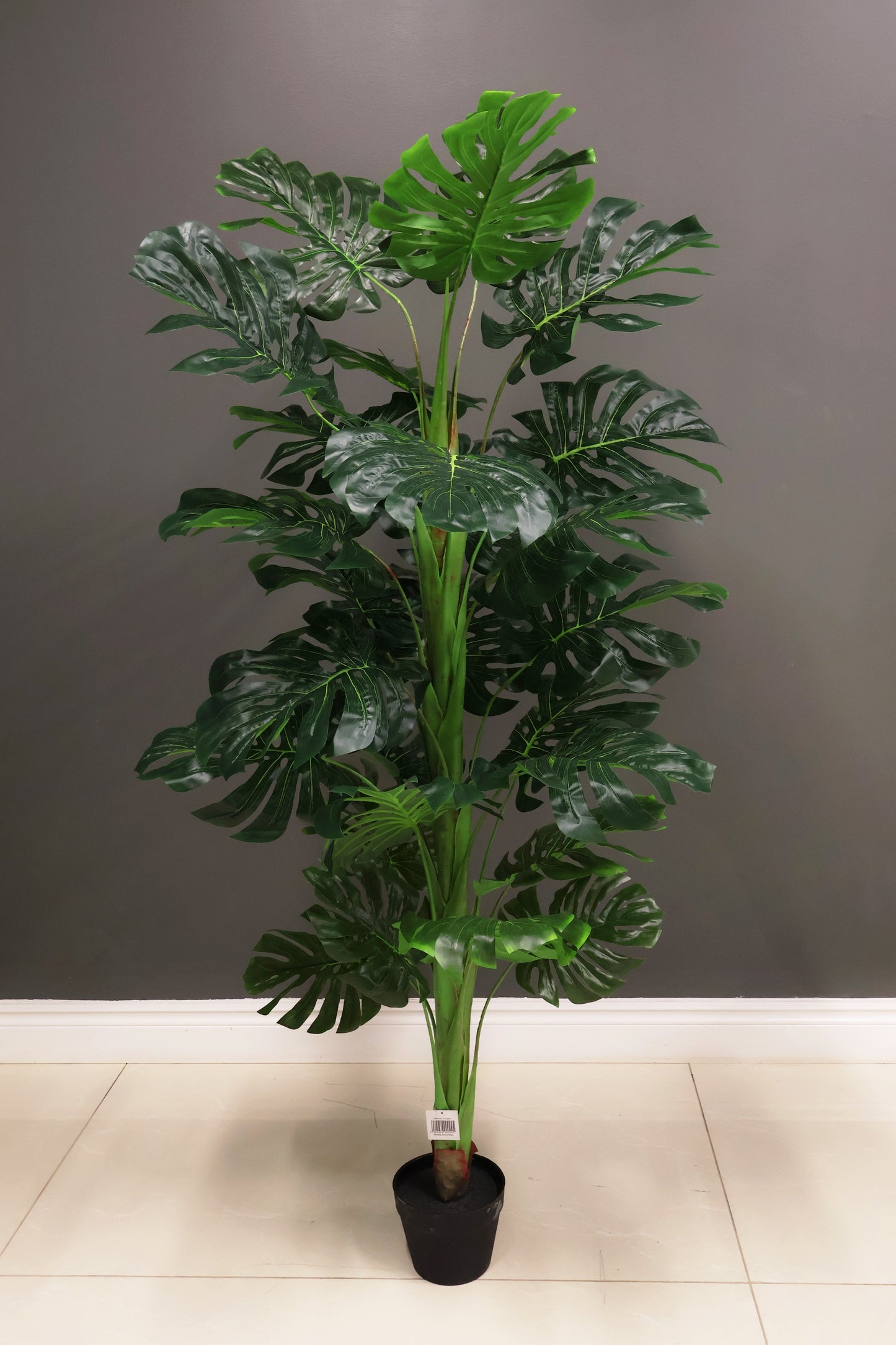 MONSTERA — 59.1" (150 cm)